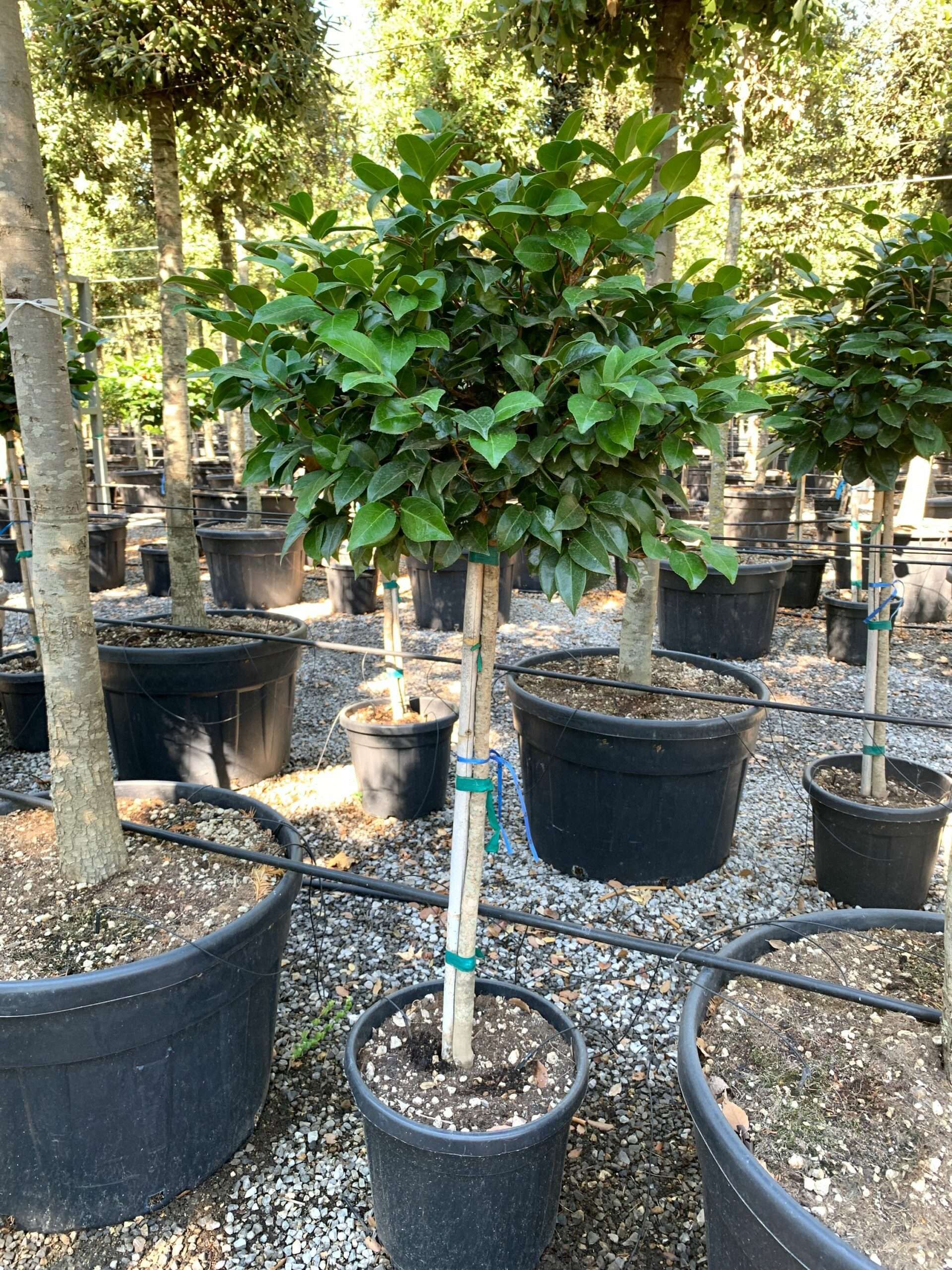 1659600259 scaled 2a30a304