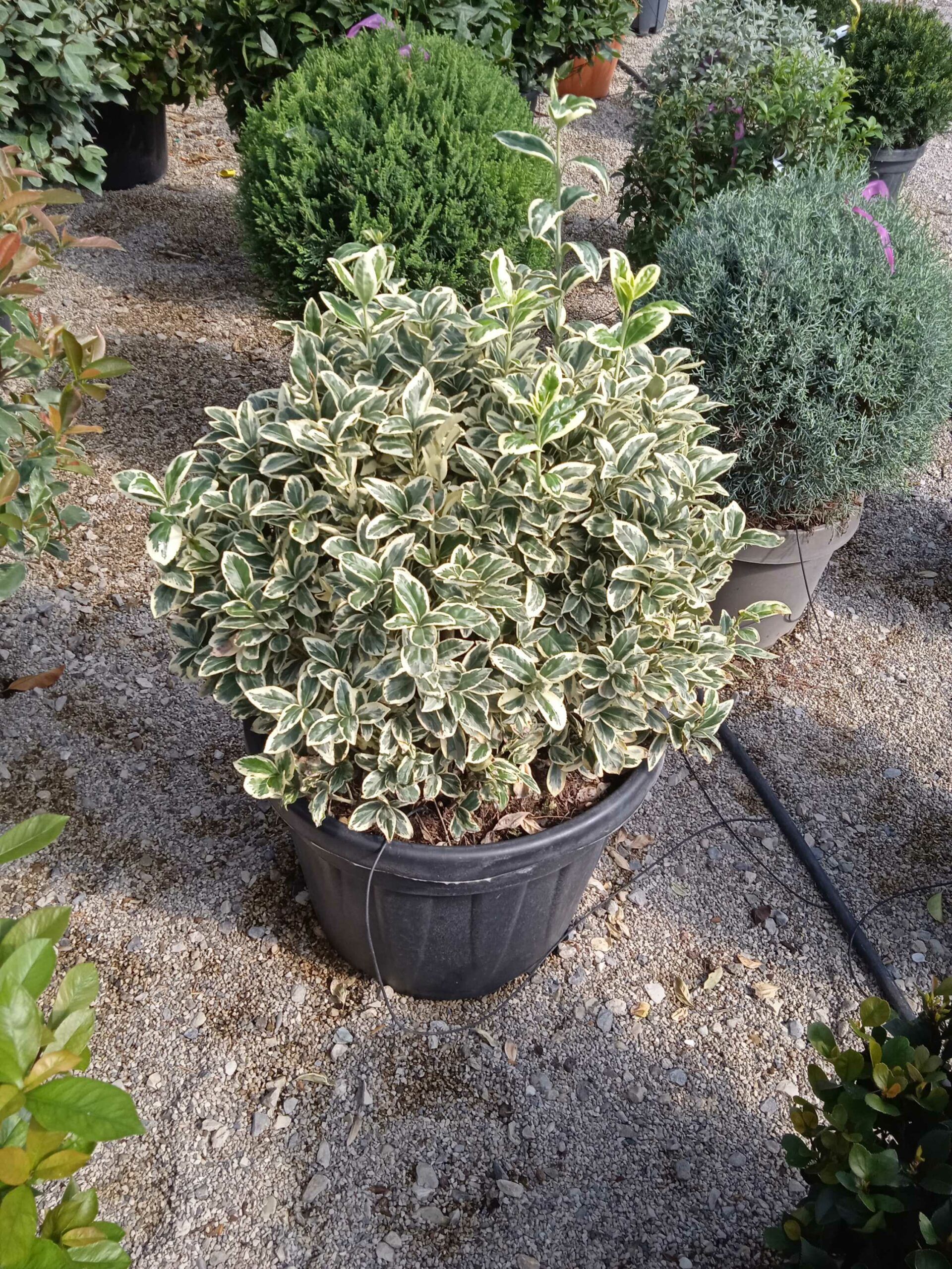 1662369490 scaled 2a825015