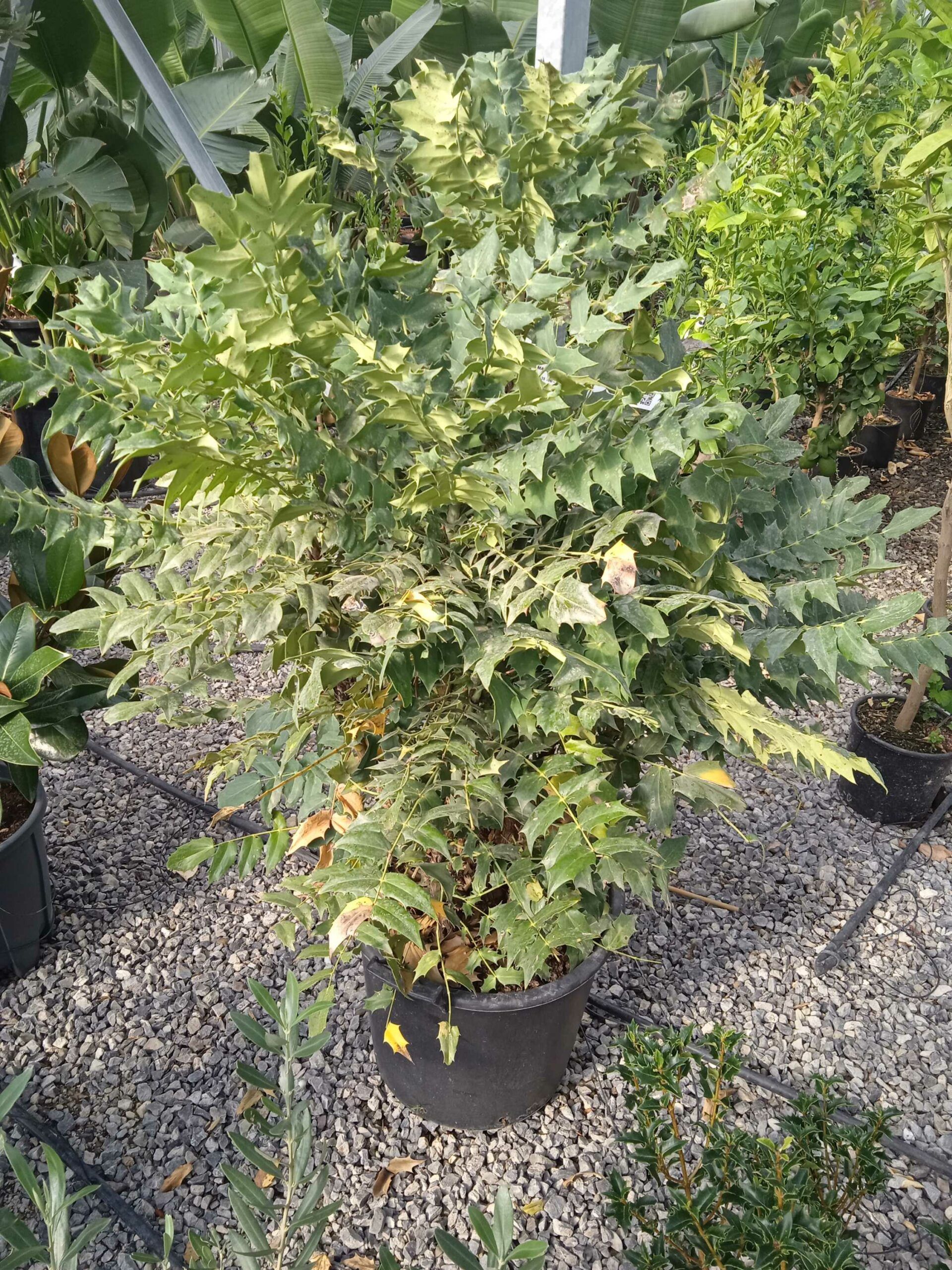 1662449533 scaled 2ad6ca29