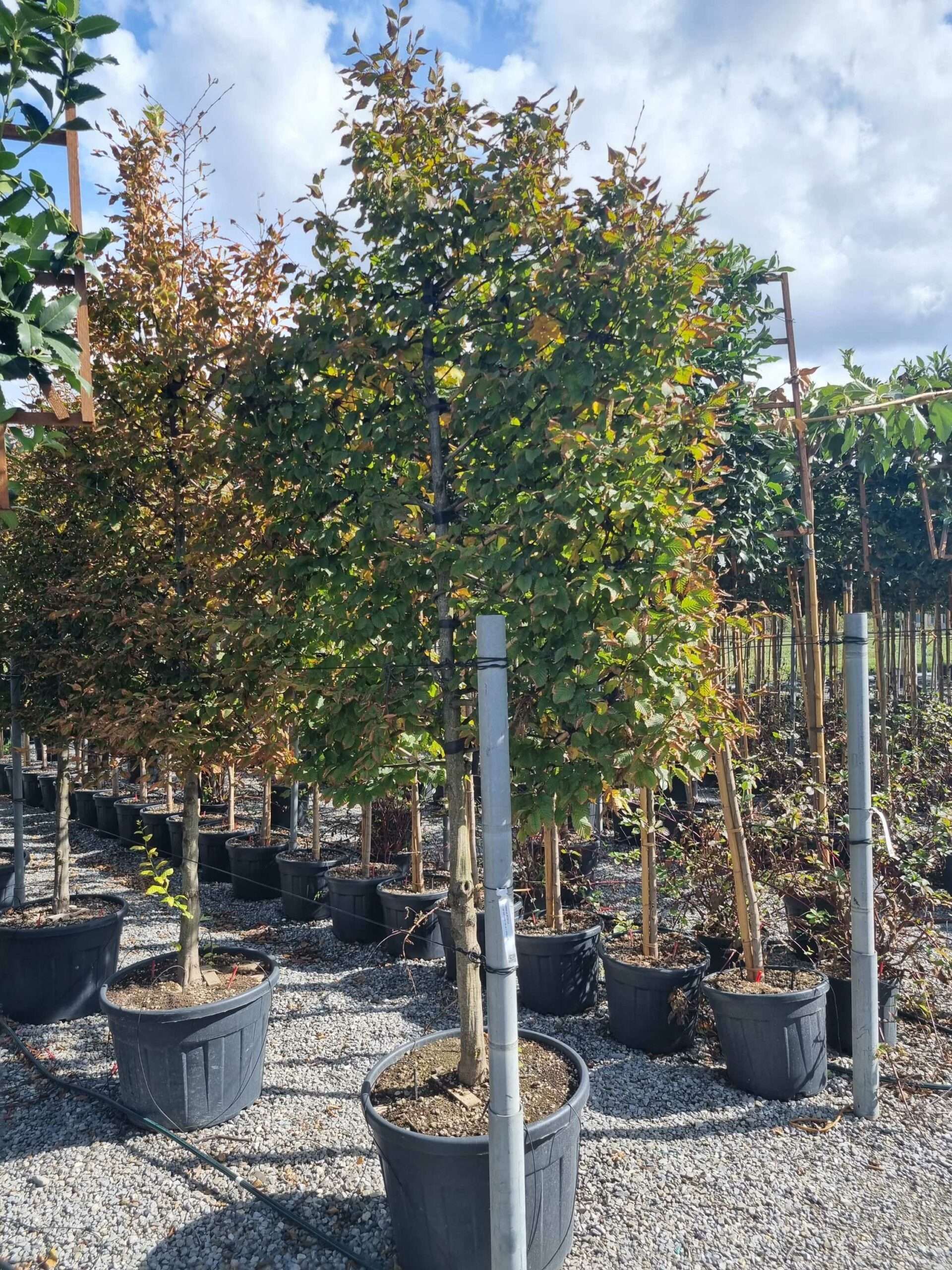 1664456185 scaled 2a17c7df