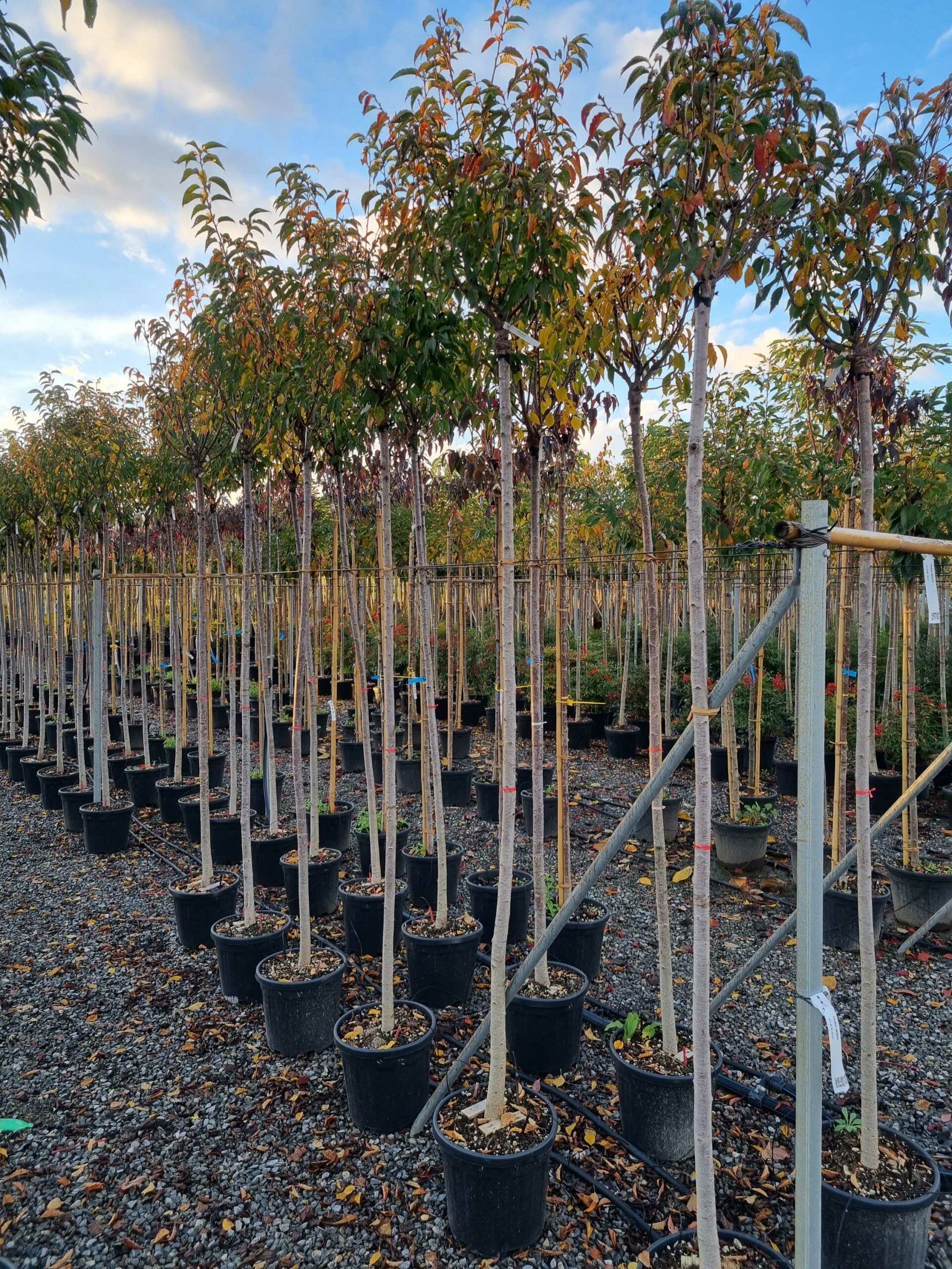 1668784605 scaled 2ab050a5