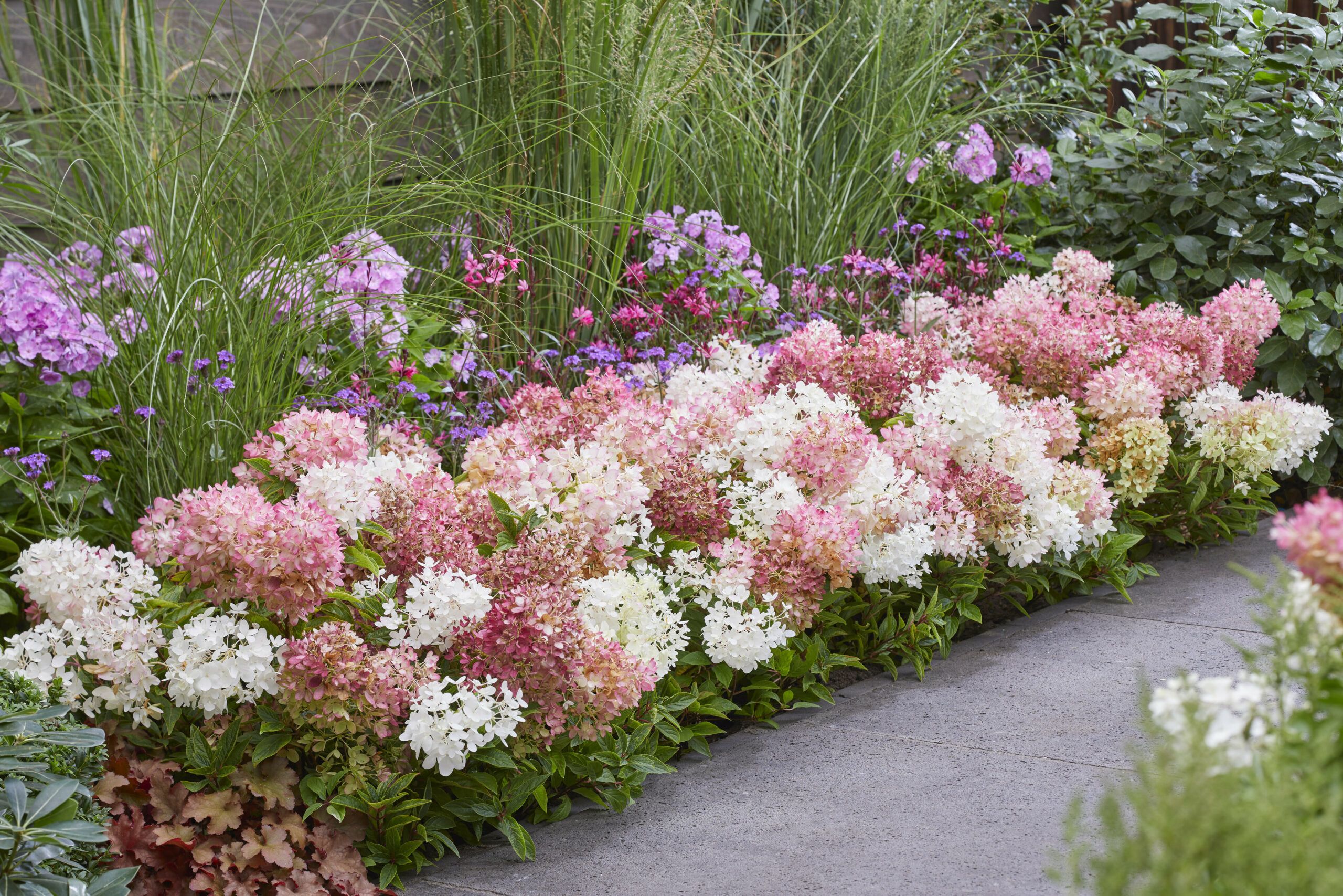Hydrangea Groundbreaker 34 scaled 2a1ebfda