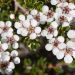 LEPTOSPERMUM 'Silver Sheen'