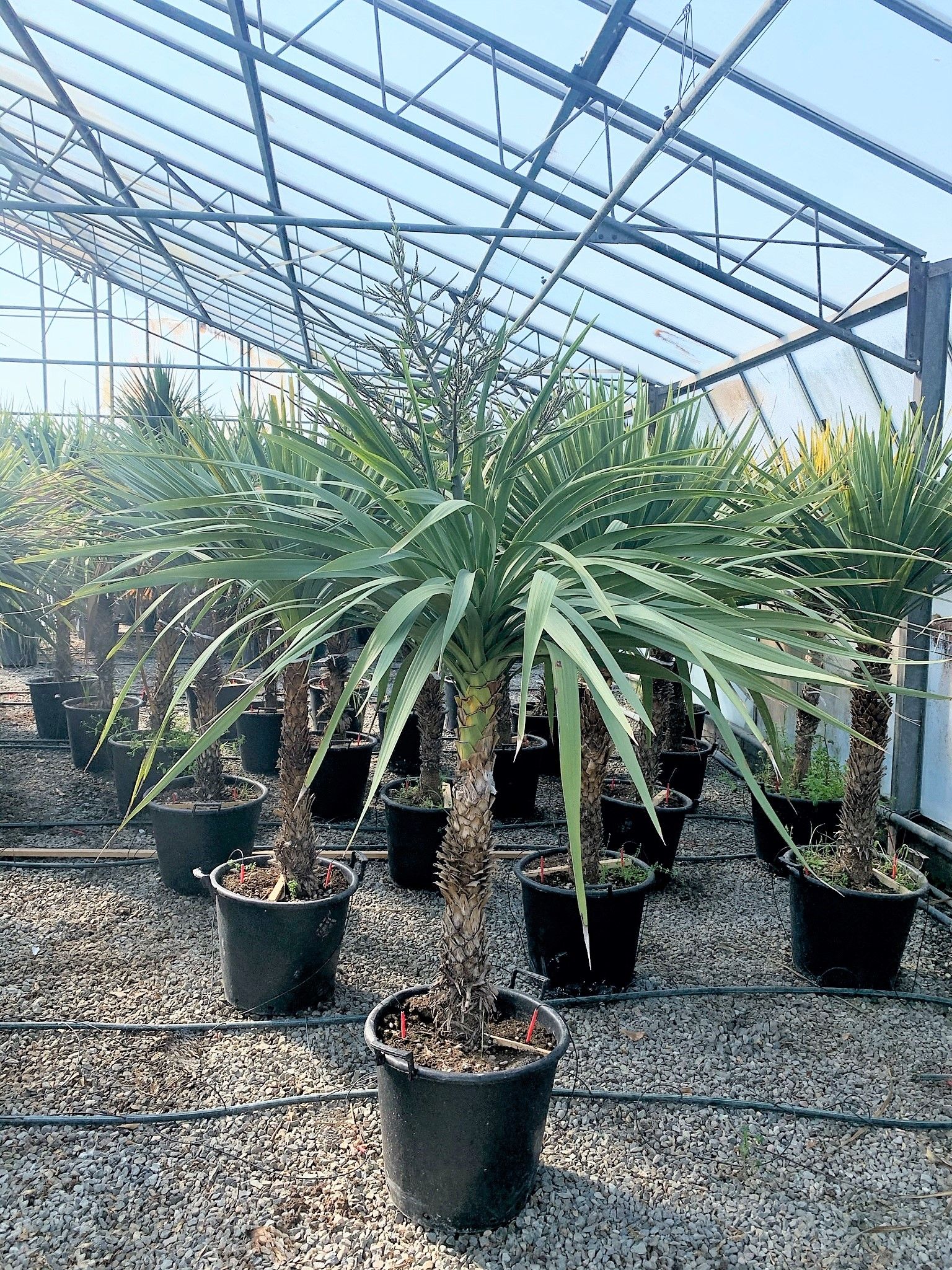 1617032994 016f4f64b3d7ee863ff22fbd0e8c638e6191a2fe8a 2b068bd7