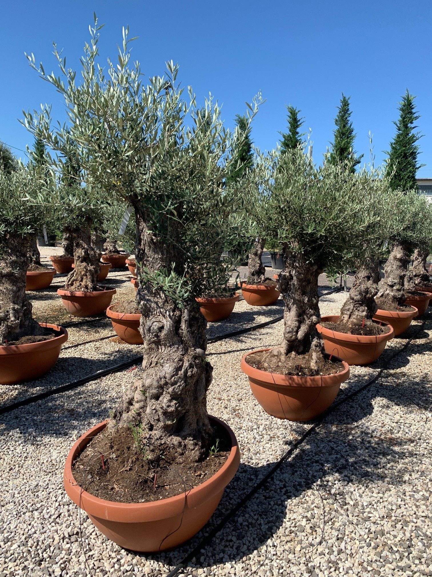 1631781373 OLEA DDD 2bccd4e5