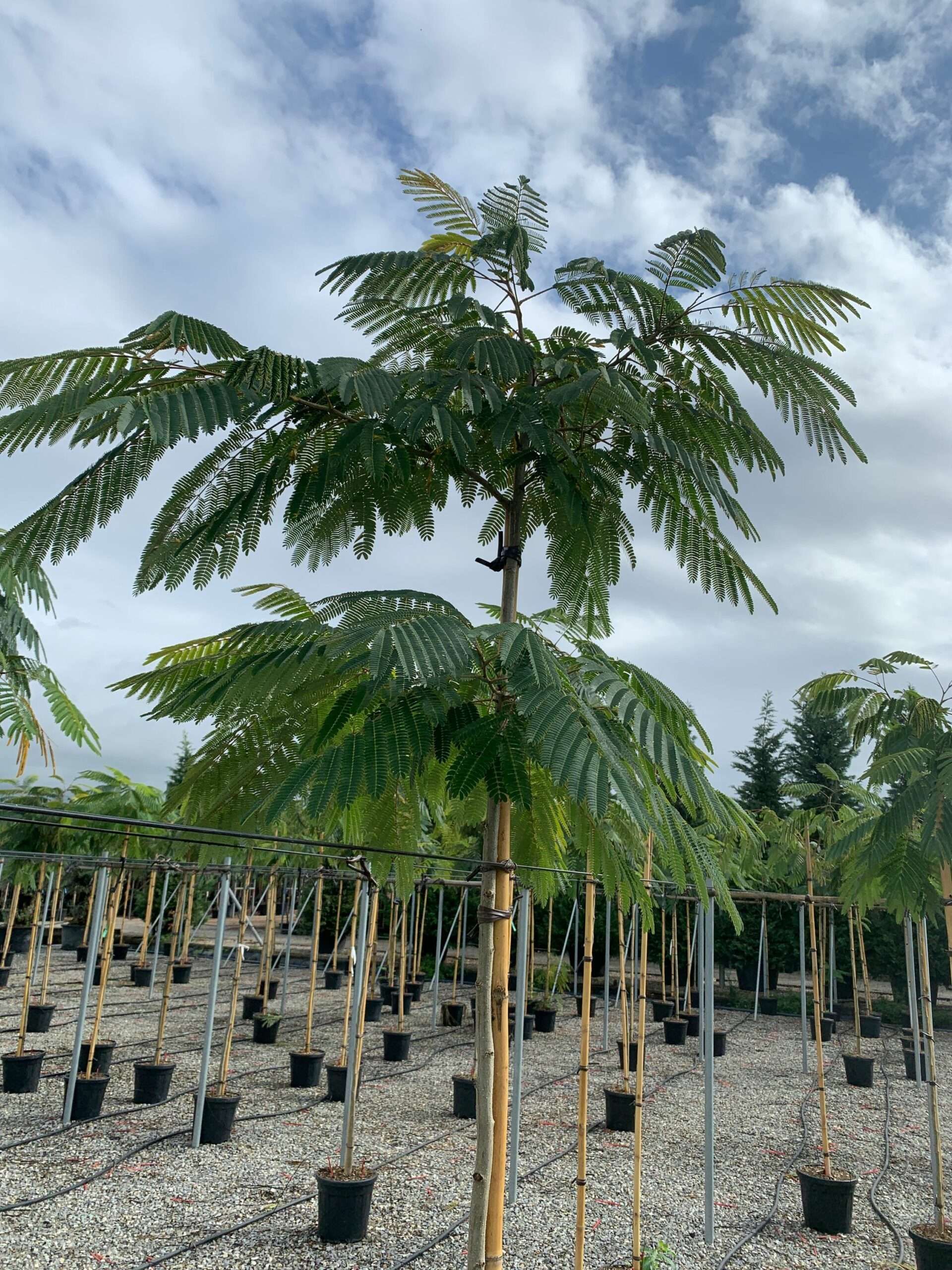 1633425411 scaled 2ba39a70