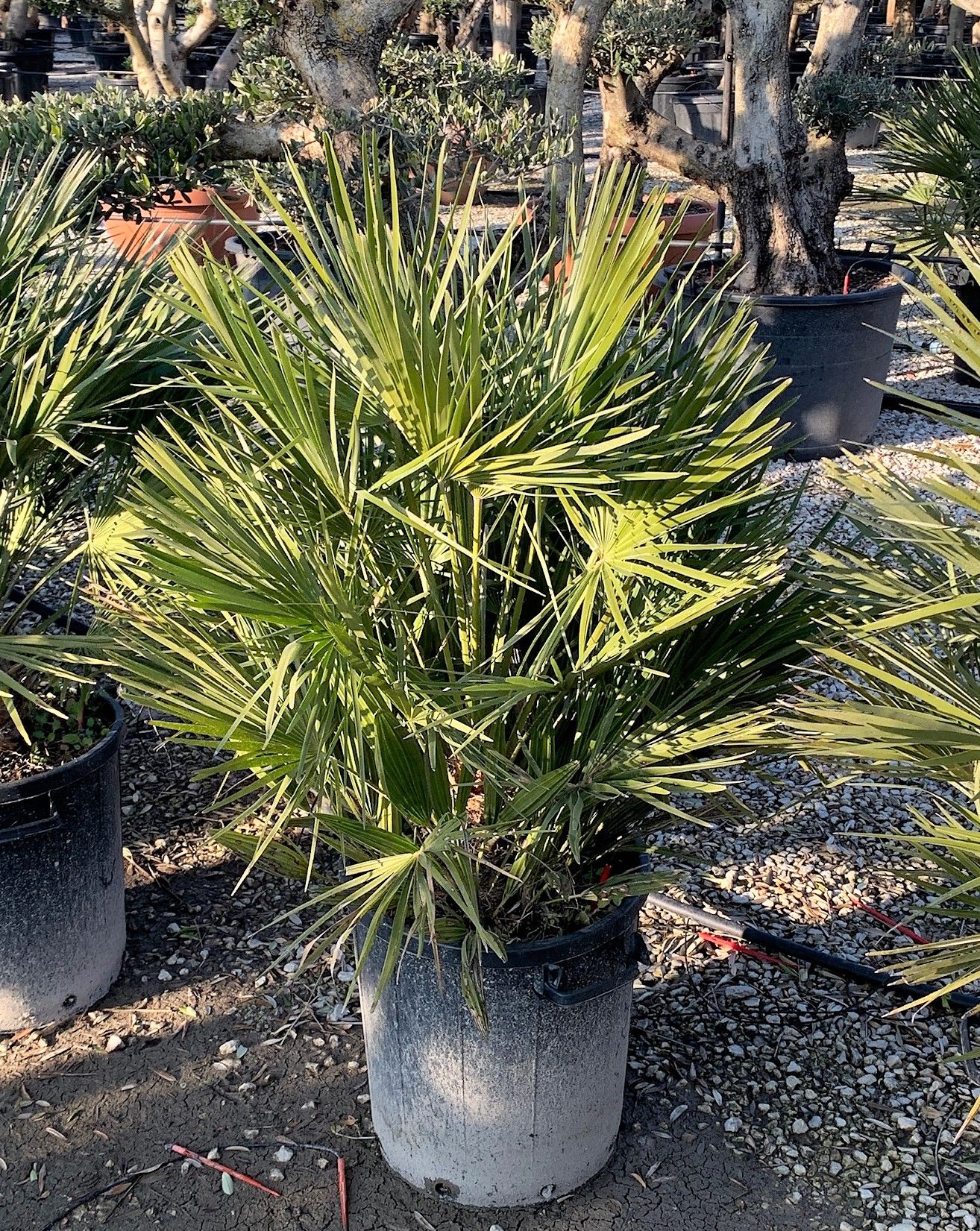 1642785963 0133c8396435fa92775c9e1f64110a7b5c321b9151 2bf04f94