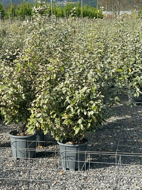 1682667707 Elaeagnus Maryline clt18 060 080 2b75c8aa