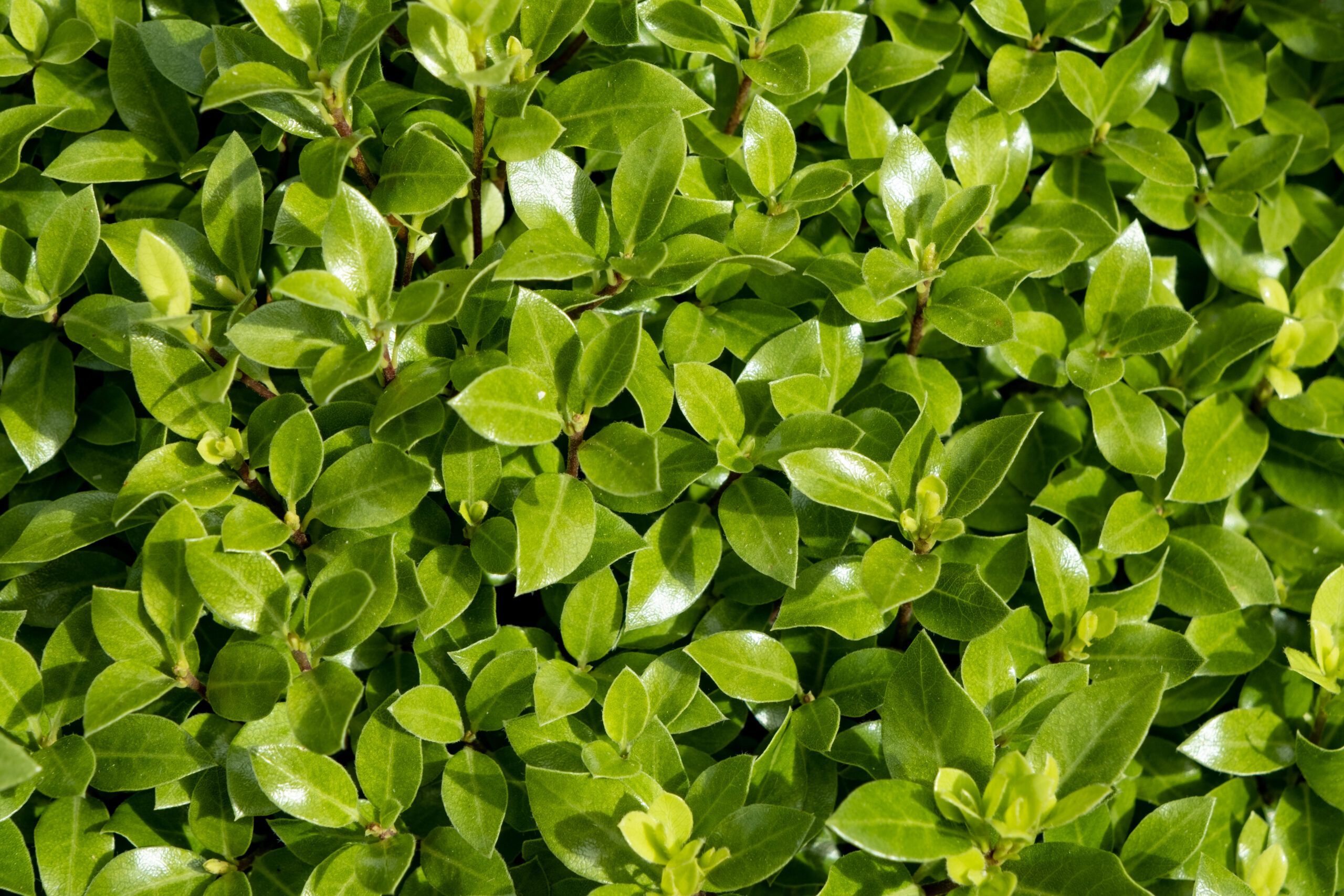 Pittosporum Beach Ball 15 scaled 2bf665ba