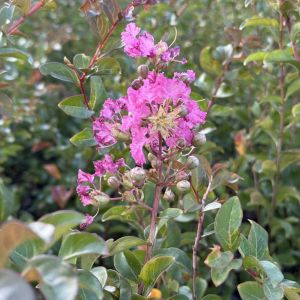 lagerstroemia turenne
