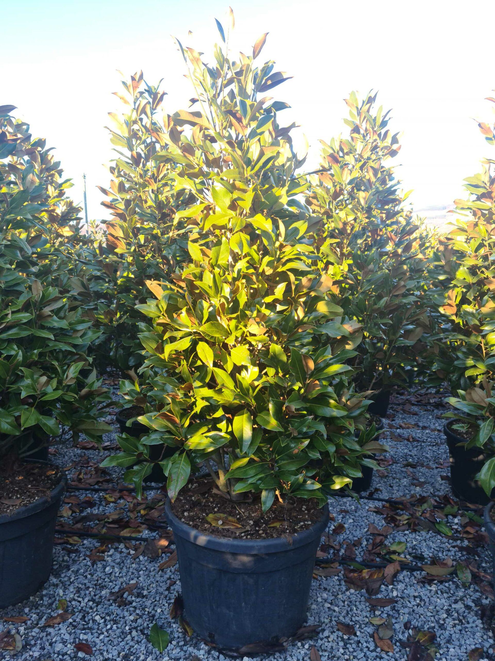 1639663790 scaled 2c476864