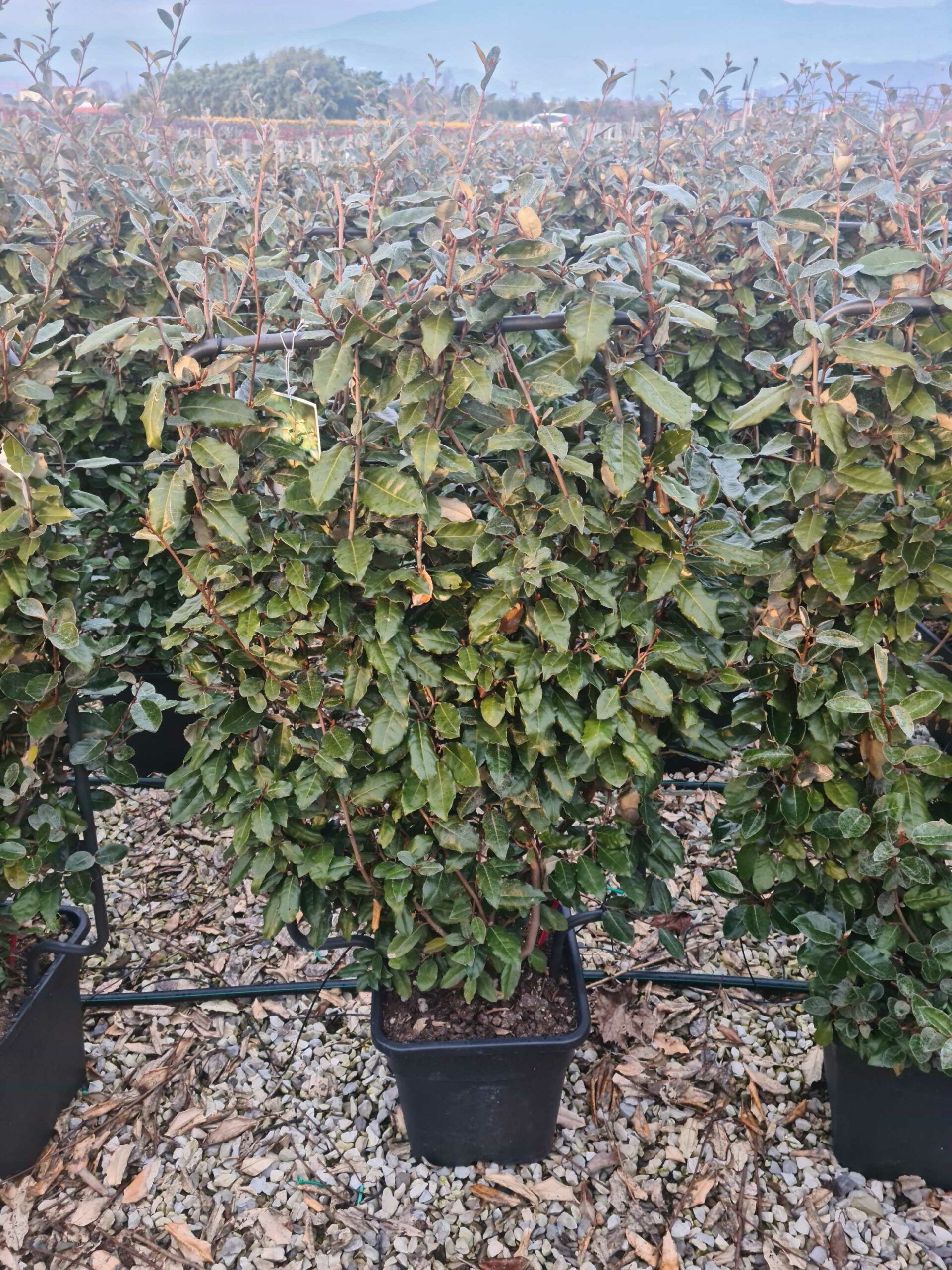 1640098019 scaled 2c321f14