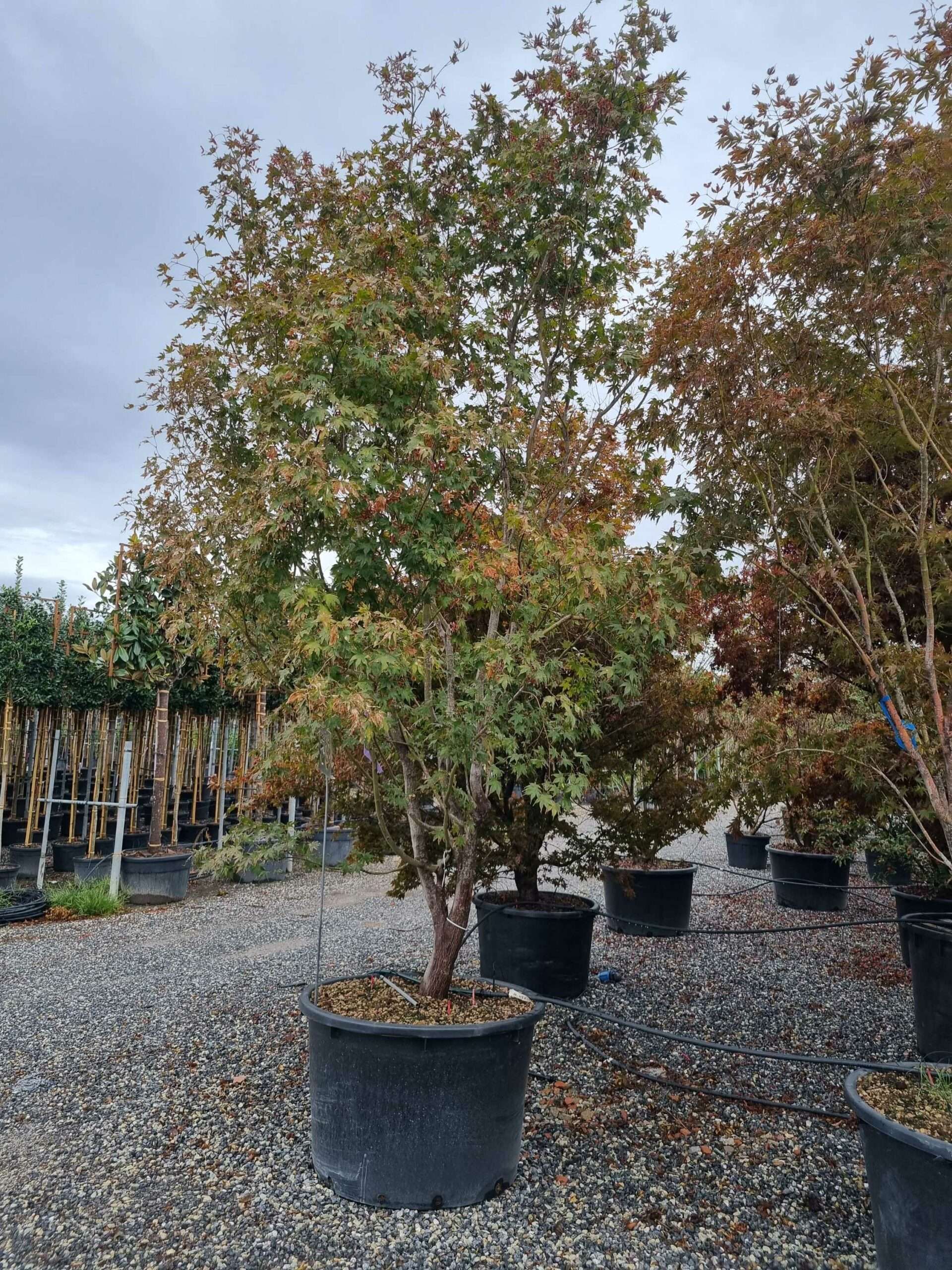 1664525667 scaled 2c10b262