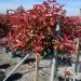 1682665938 Photinia Red Robin half st. clt12 40 50 2c0519e3