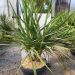 1683024845 Cordyline australis Multitronc coupe50 100 150 2c1ac64d