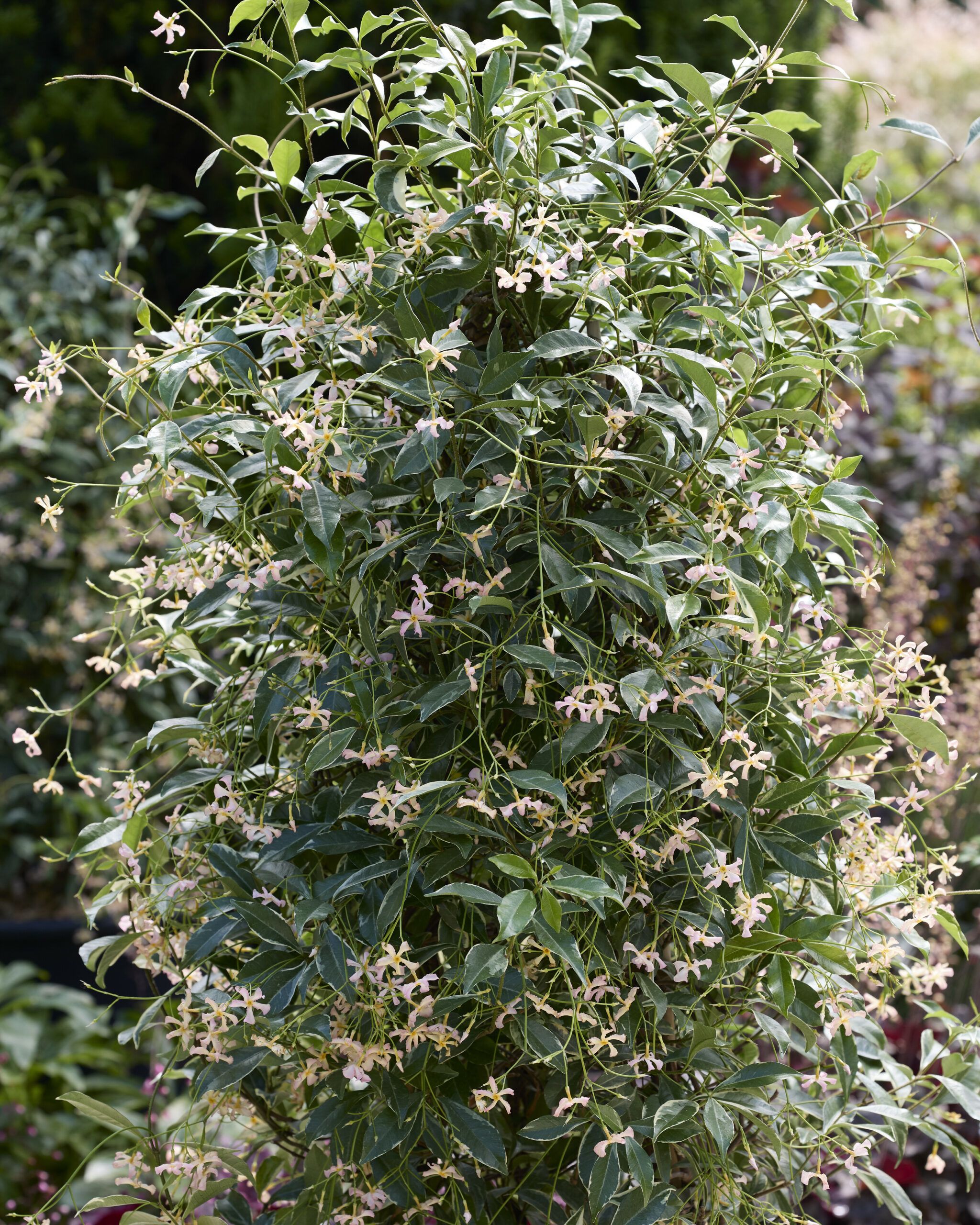 Trachelospermum Star of Milano 10 scaled 2cce5ad9