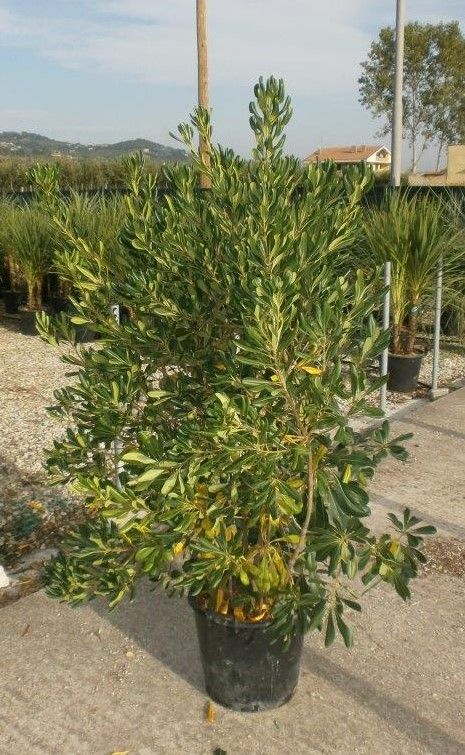 1611301028 Pittosporum Tobira clt 30 125 150 2d442bea