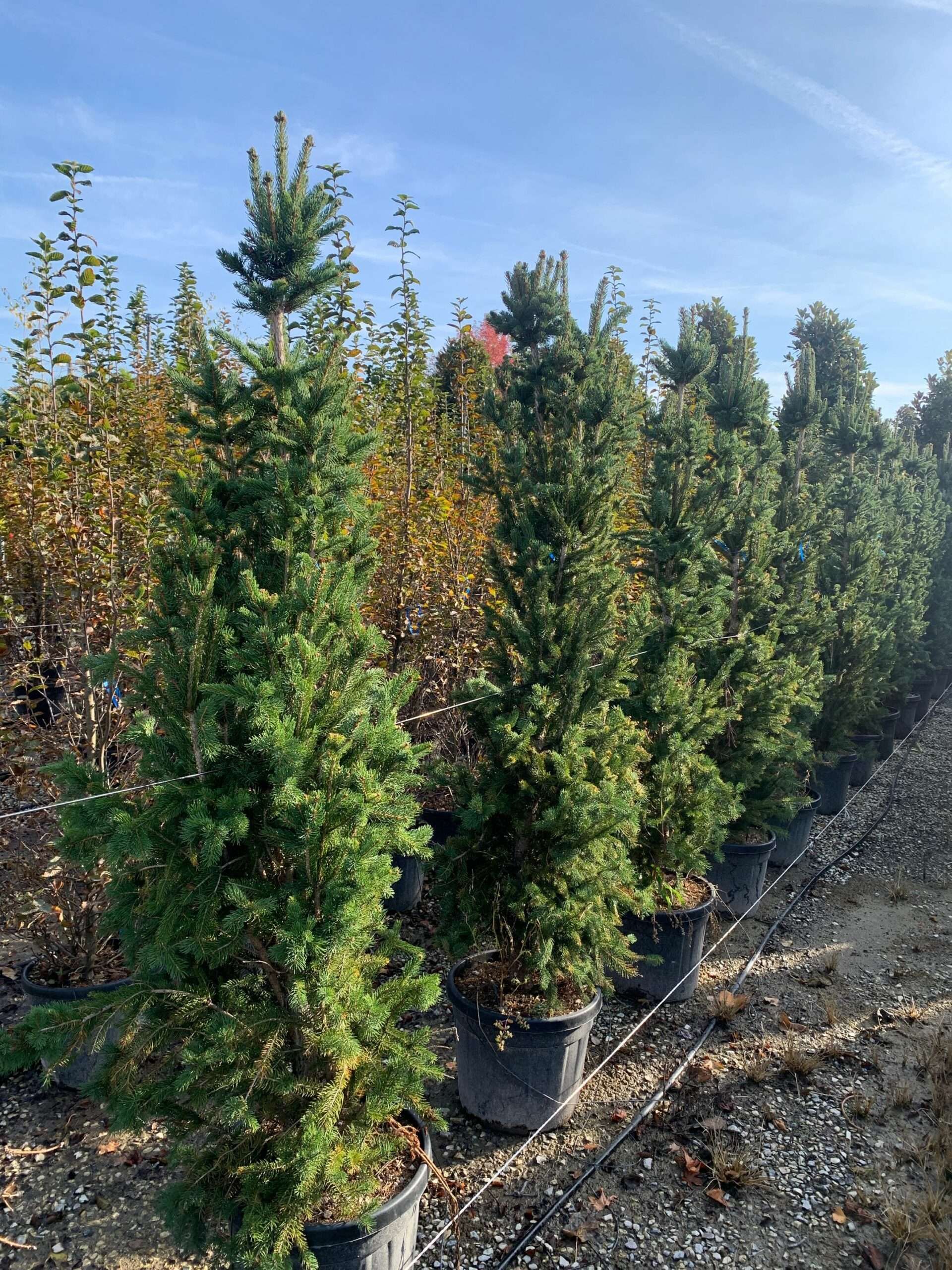 1635495556 scaled 2d0491c8