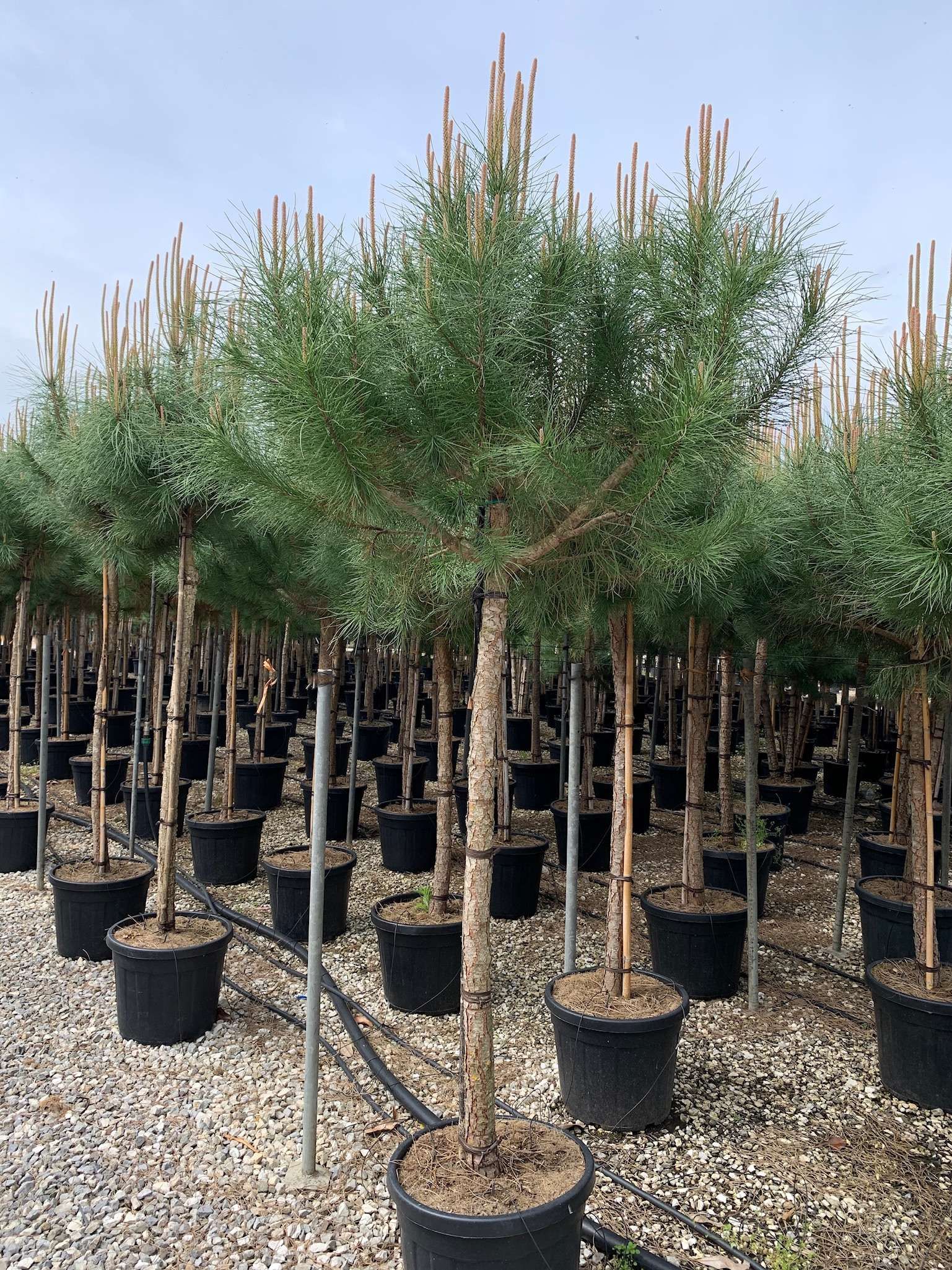 1619532019 0159e656cd273814960607b027dca5a9f4919f667a 2e08f162