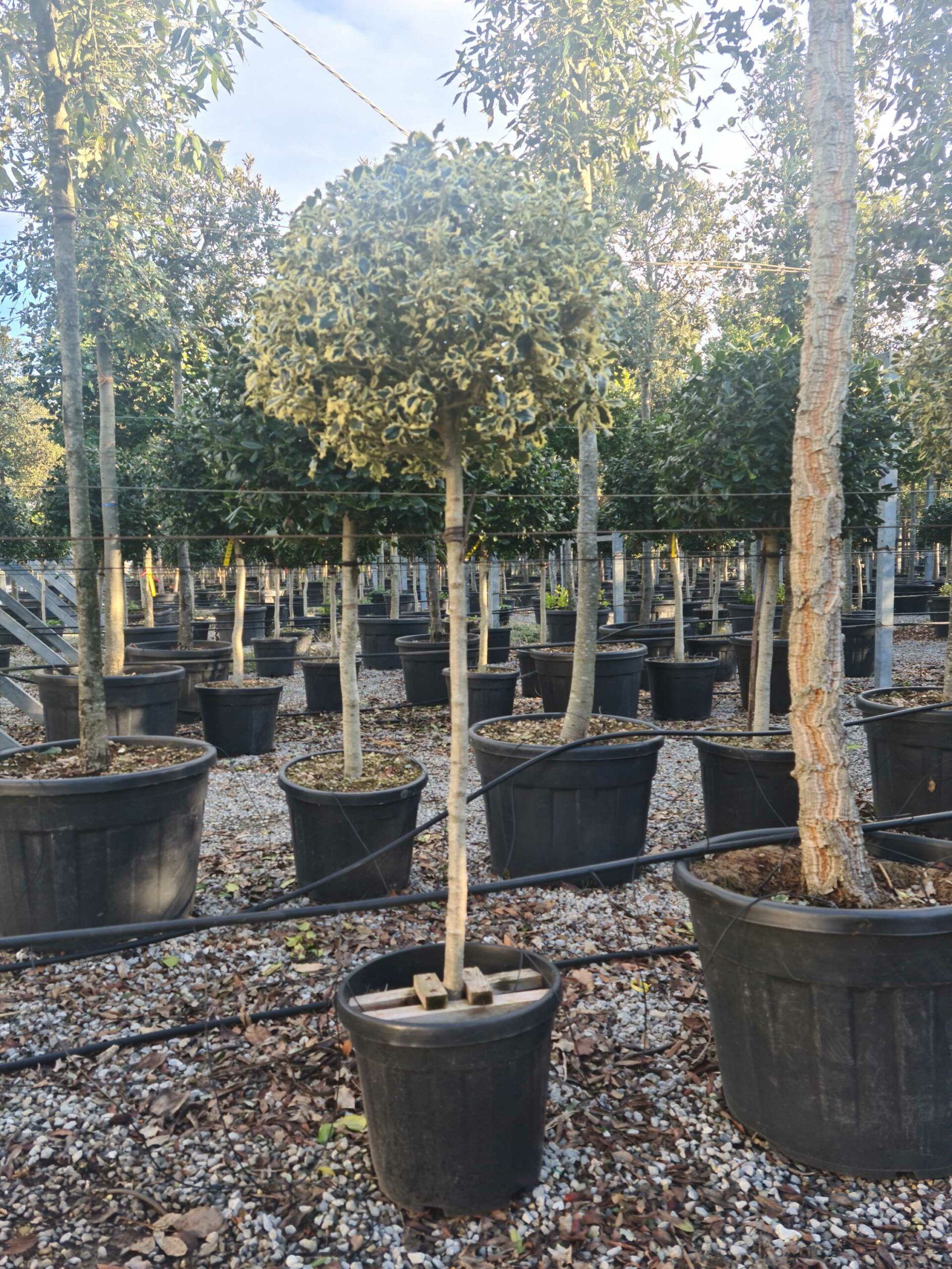 1639404105 scaled 2e789716