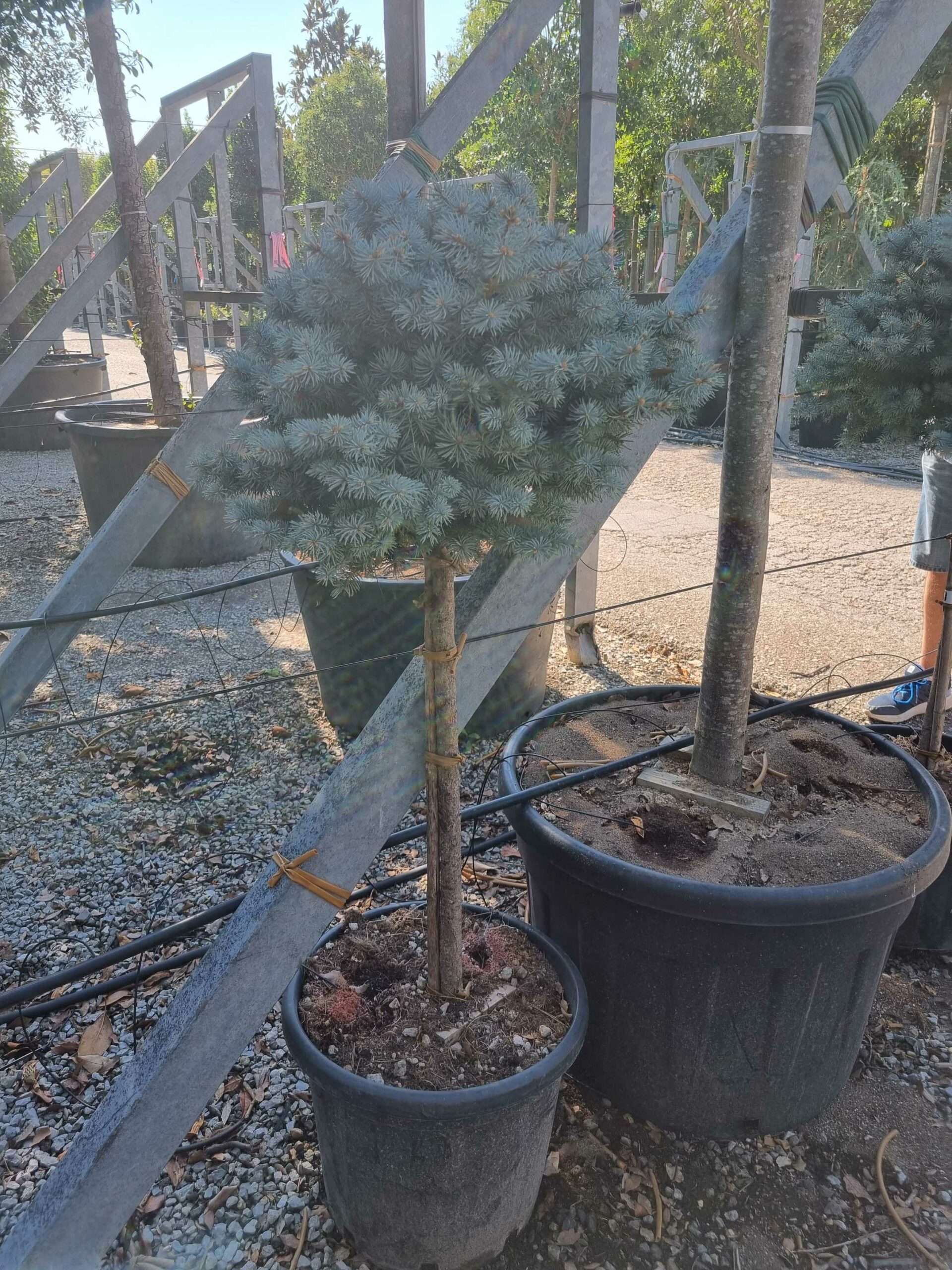 1692605856 scaled 2e333373