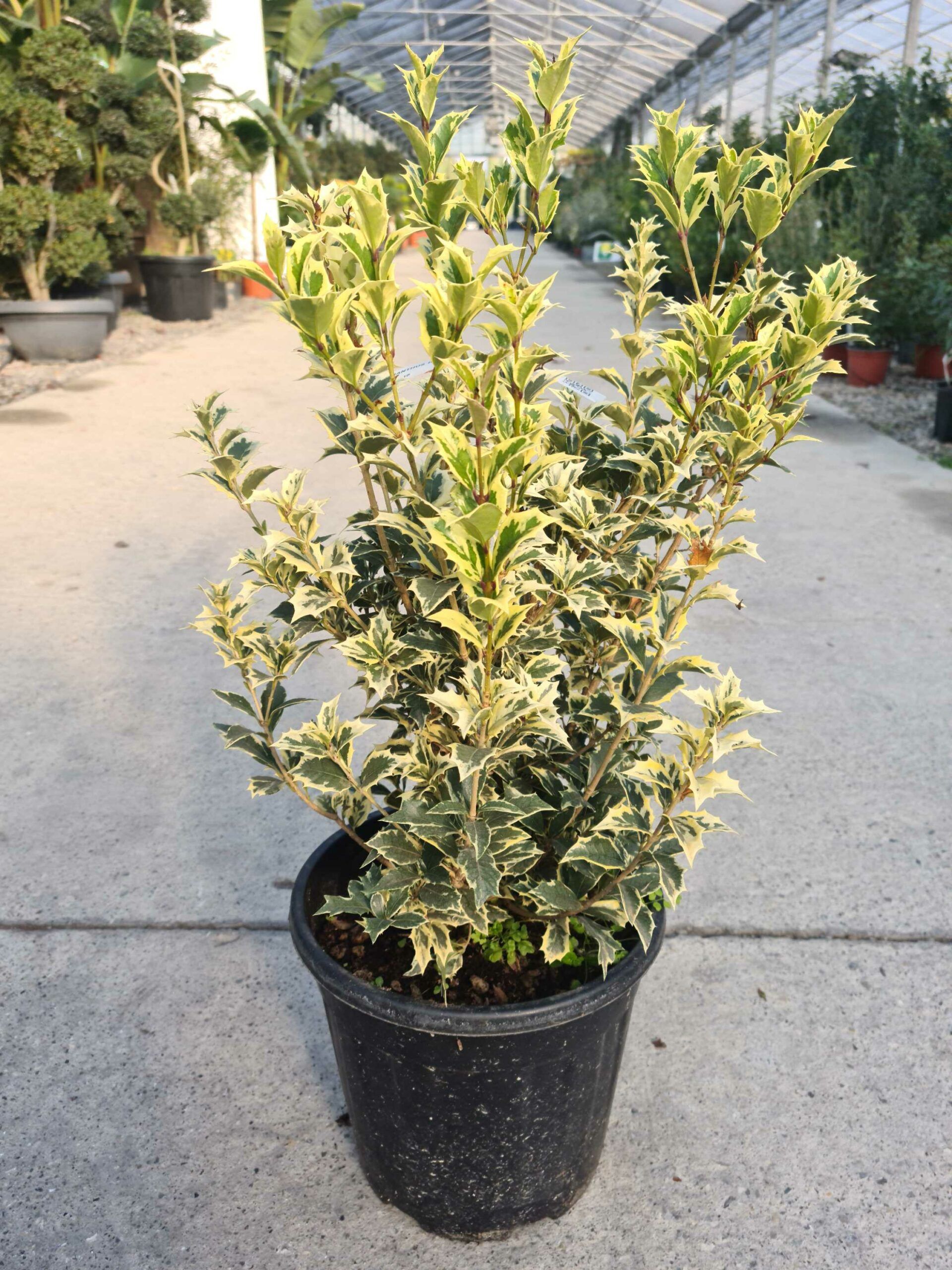 1639476174 scaled 2f2da4bd