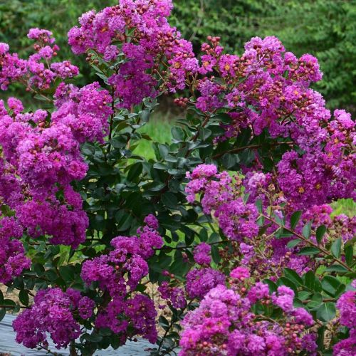 LAGERSTROEMIA indica 'Indyia Charms ® Violet d'Eté'