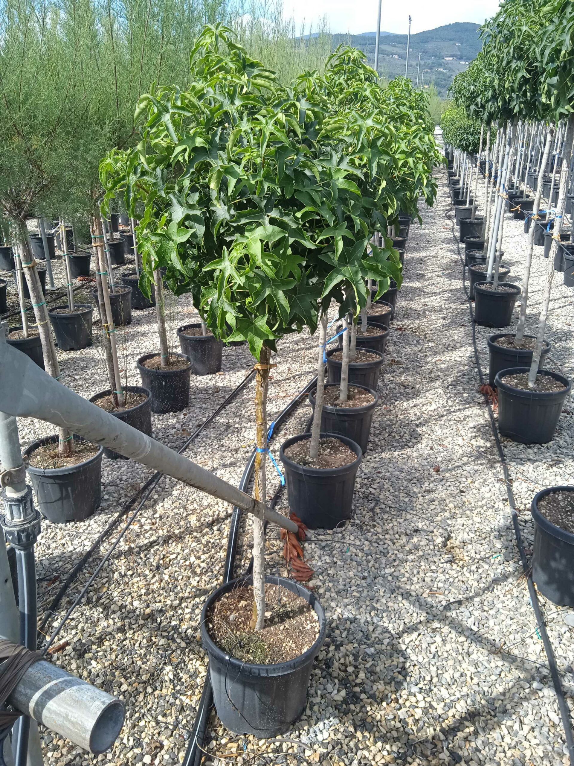 1662039405 scaled 2f0a2476