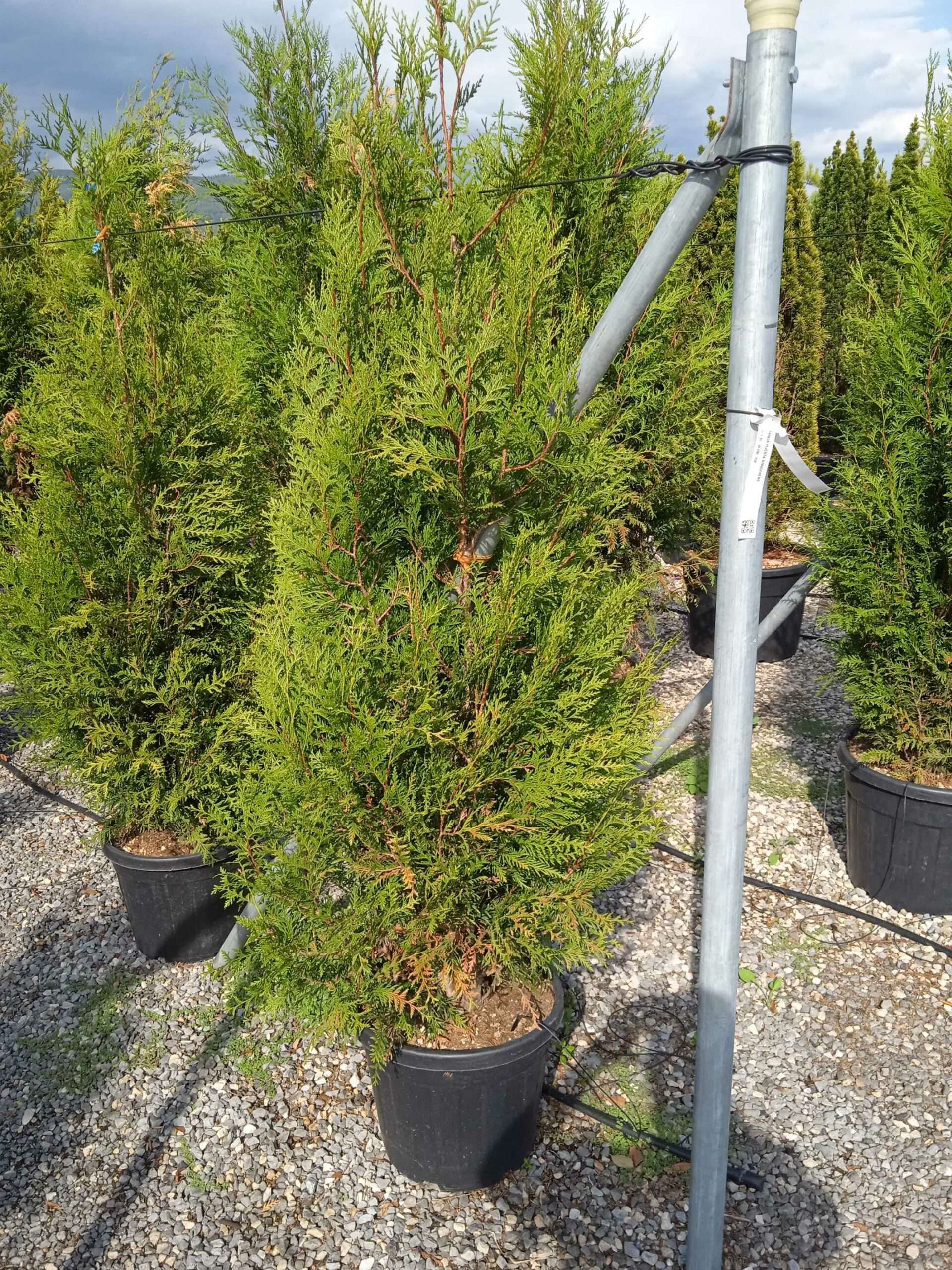 1662128740 scaled 2fce8800