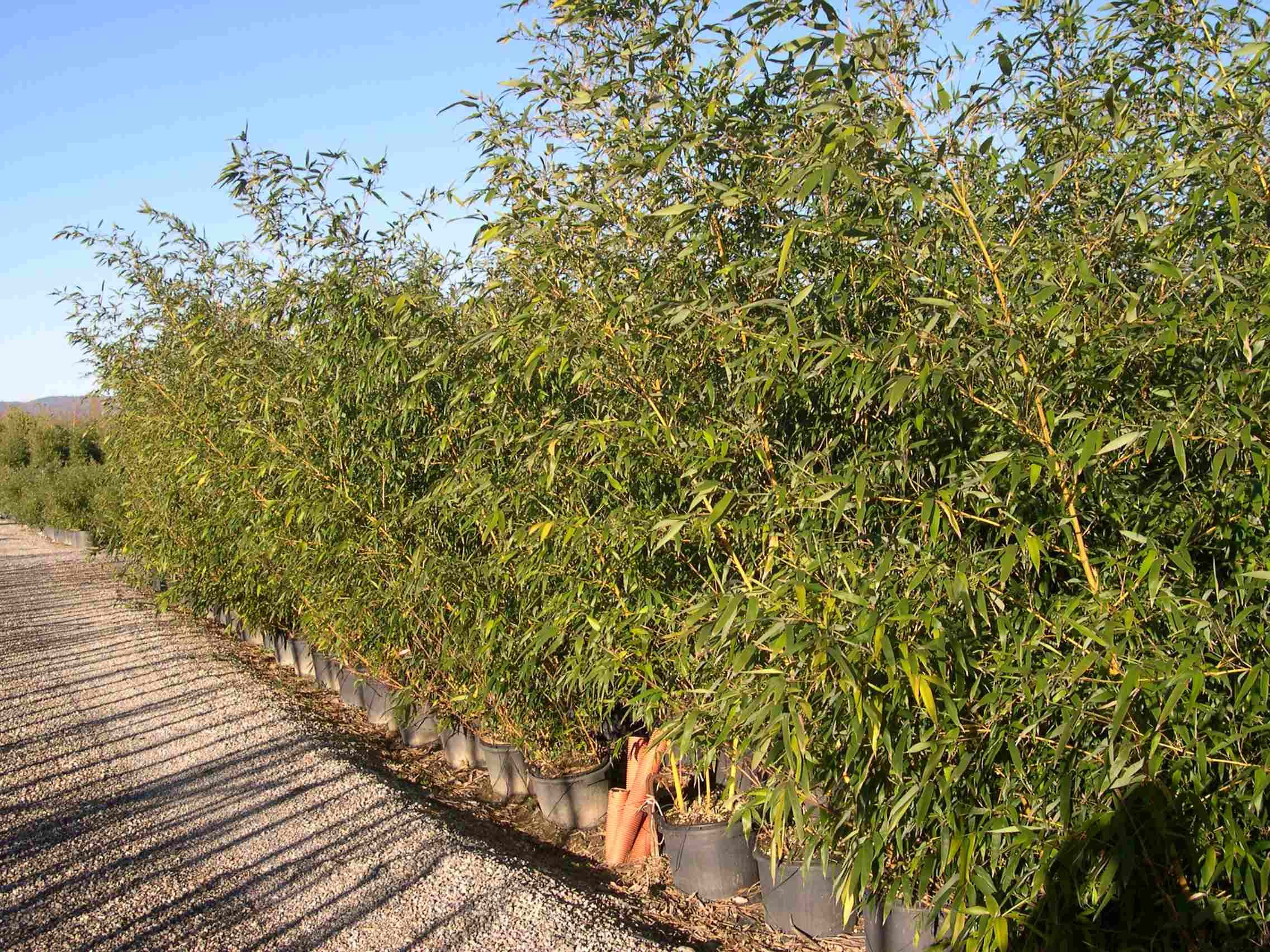 1637234108 Bambusa Aureosulcata Aureocaulis 200 250 300d1288