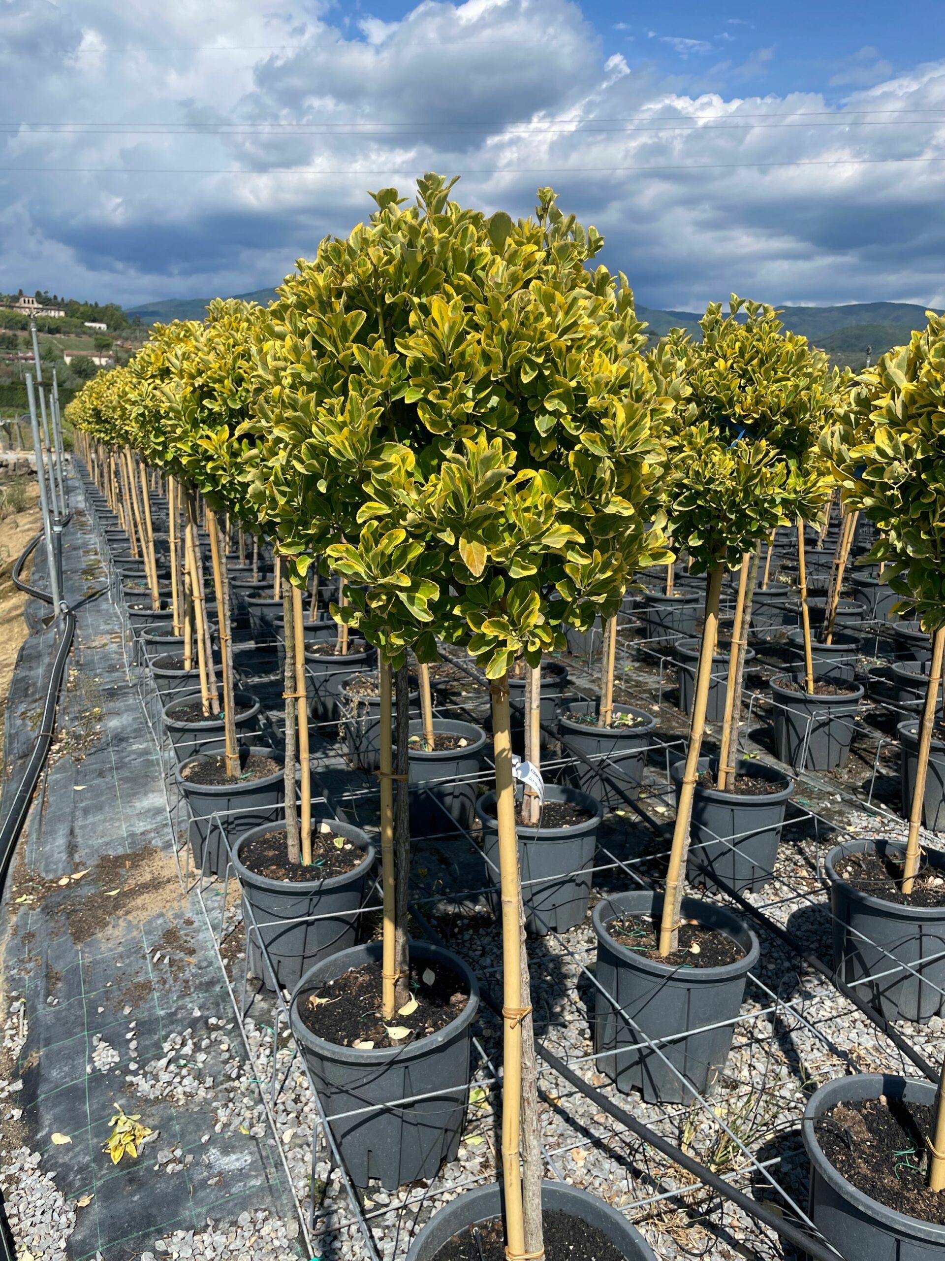 1662121318 scaled 30215478