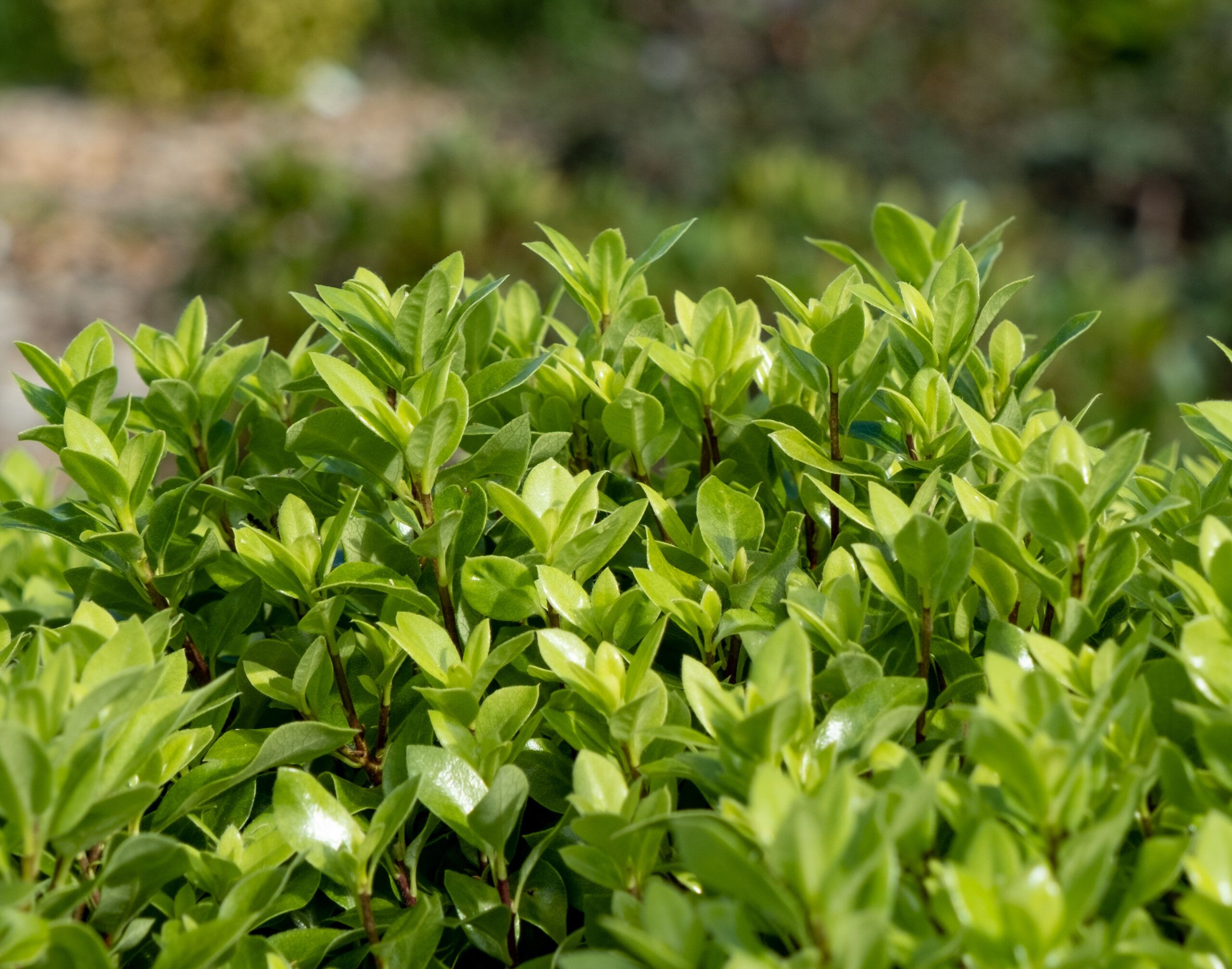 Pittosporum Beach Ball 1 PC Diantha Flexsupport scaled 30fac615