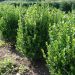 BUXUS 'NewGen Freedom'
