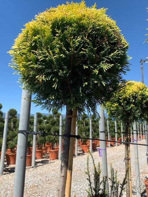 1603094131 rotated 314f5b8f