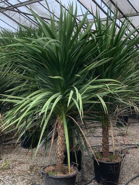 1610640857 cordyline single stem 175 200 31ac8ec8