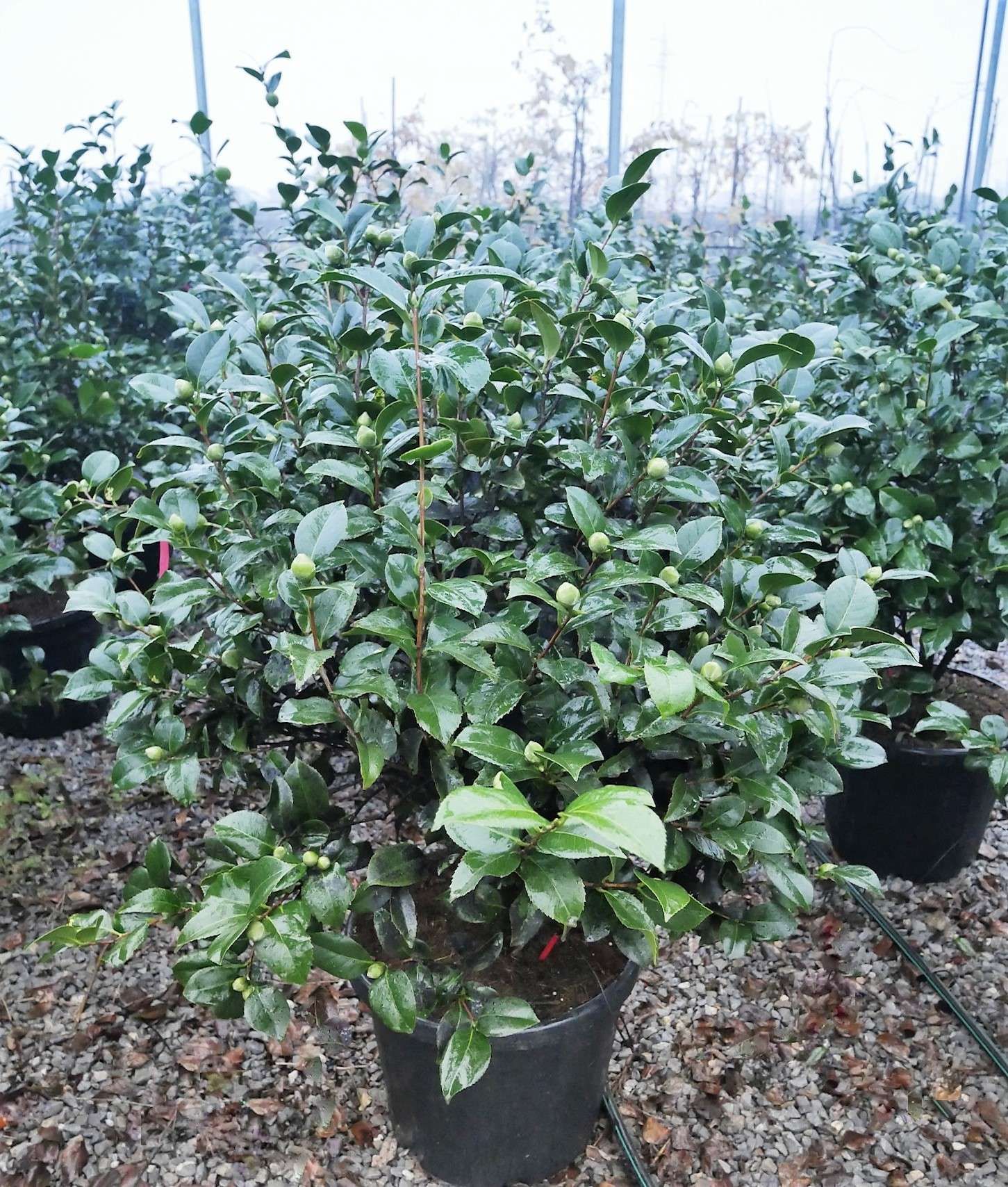 1614154836 8 Camellia japonica Kramer s Supreme Rouge New Clt 30 35 100 125 Extra 61 00 3100ce82