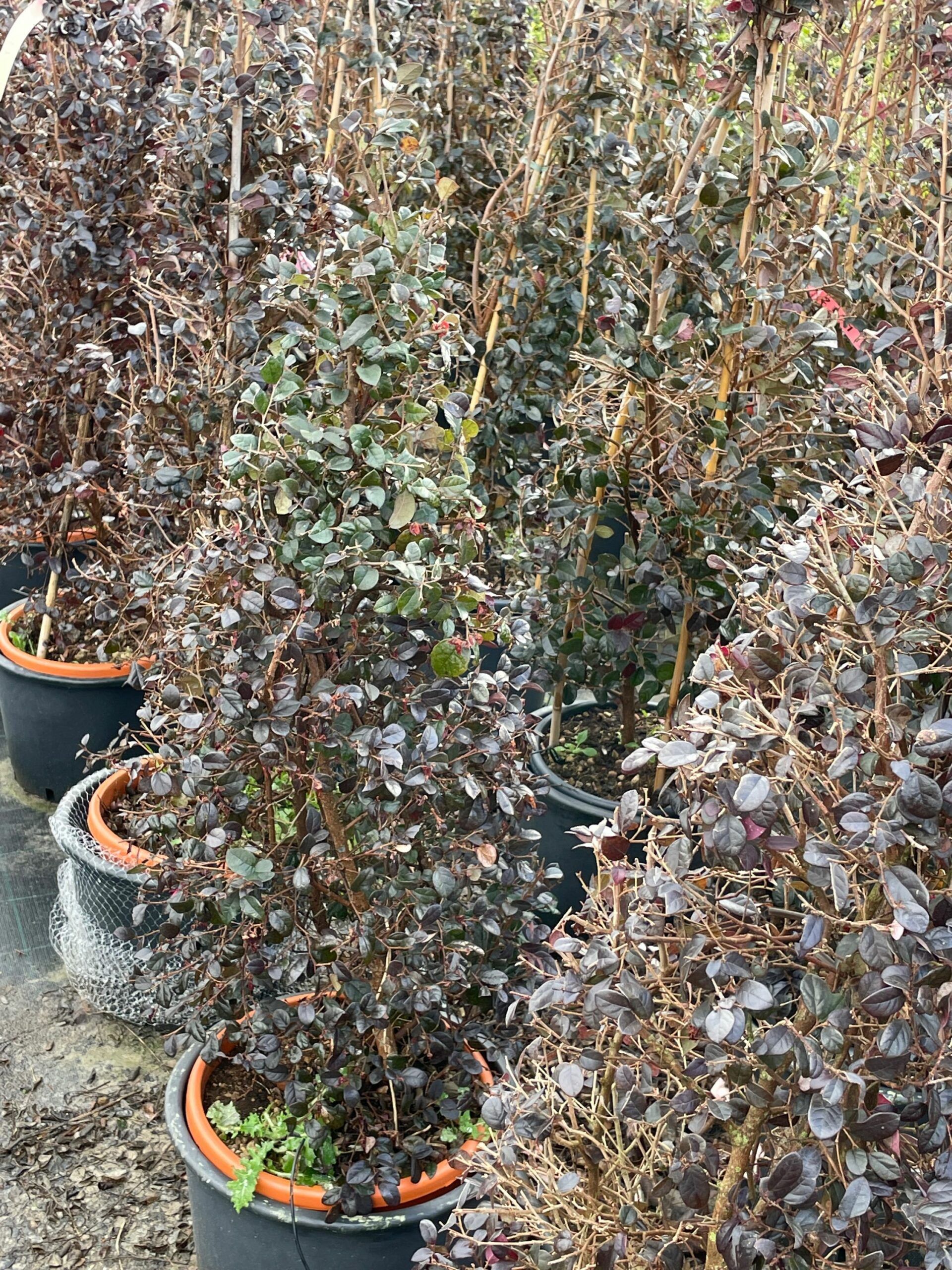 1642673188 scaled 3132c4b1