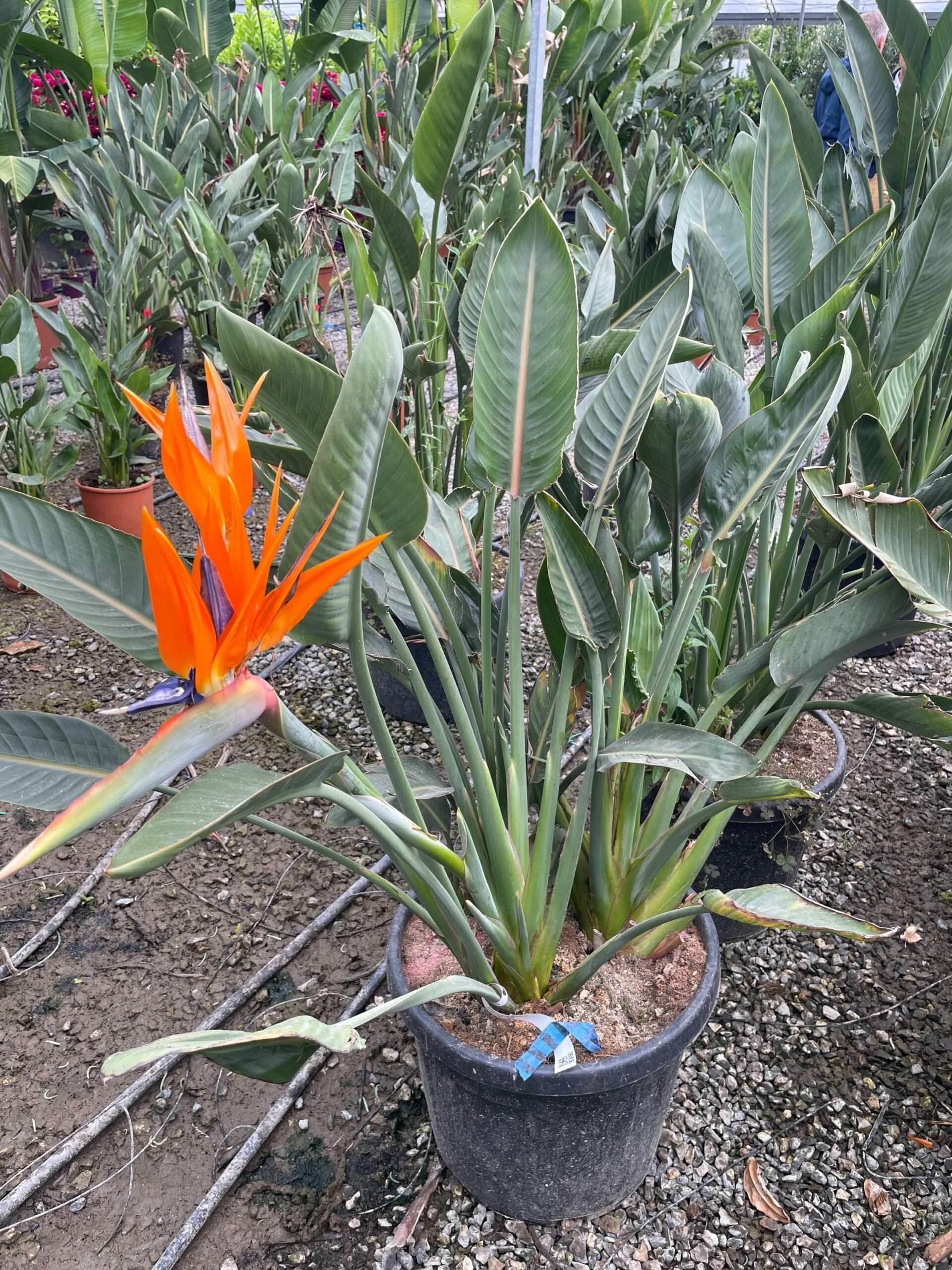 1683098522 scaled 316e2520