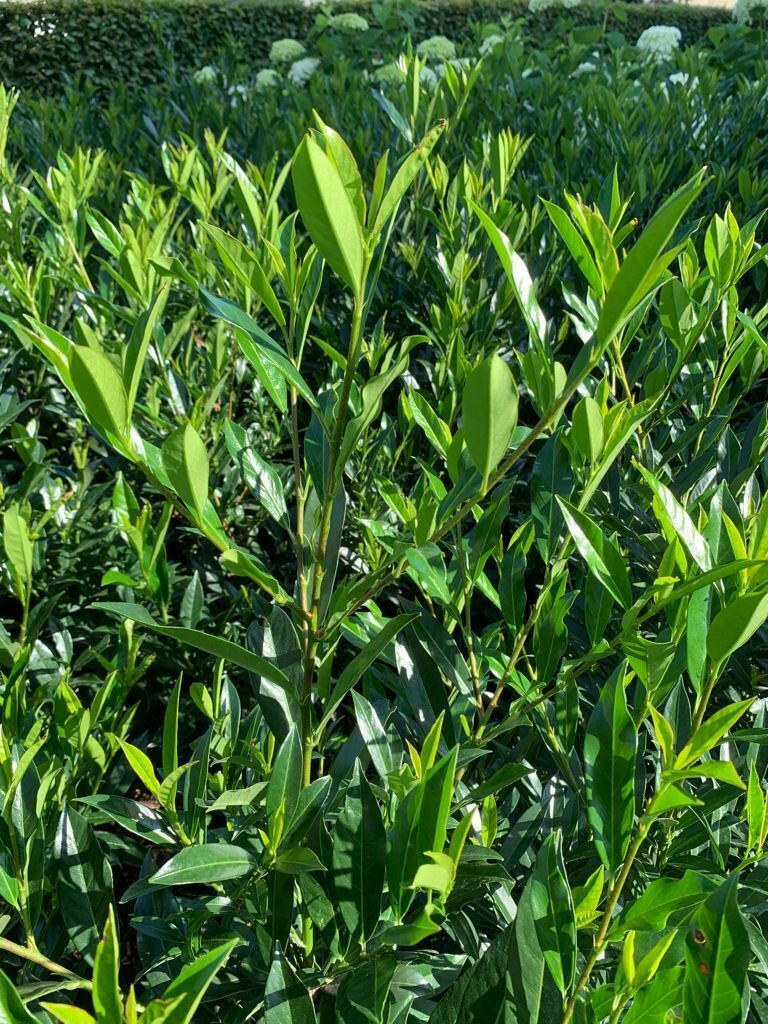 Prunus Otto Supreme 4 31c3922a