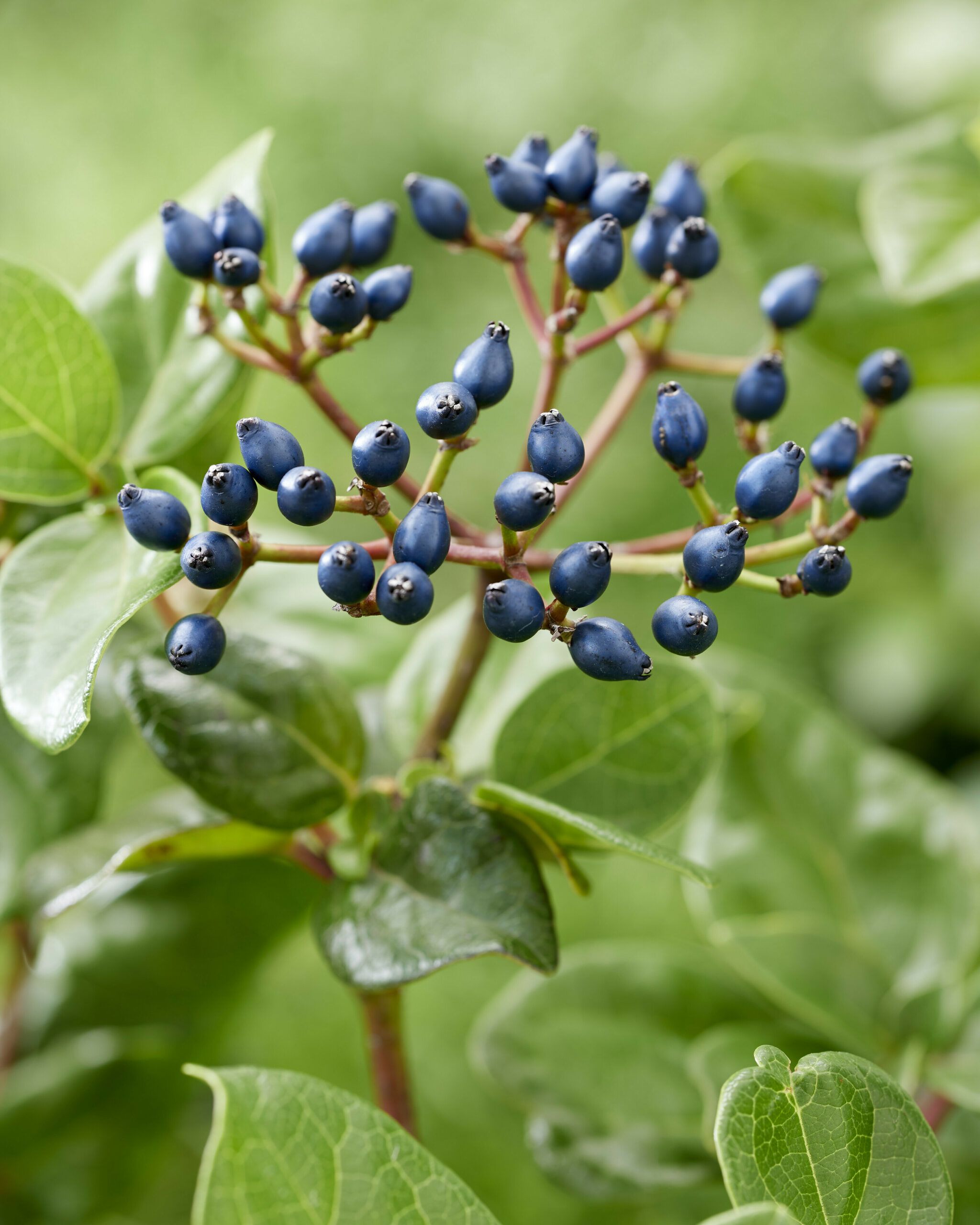 Viburnum Rock n Rolla 22 scaled 311c0b2f