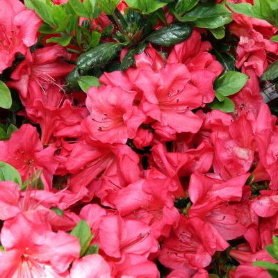 AZALEA japonica 'Johanna'