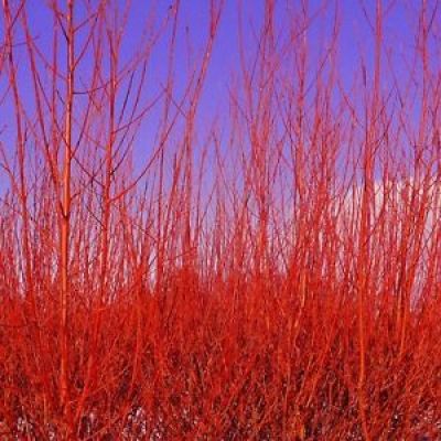 CORNUS sanguinea