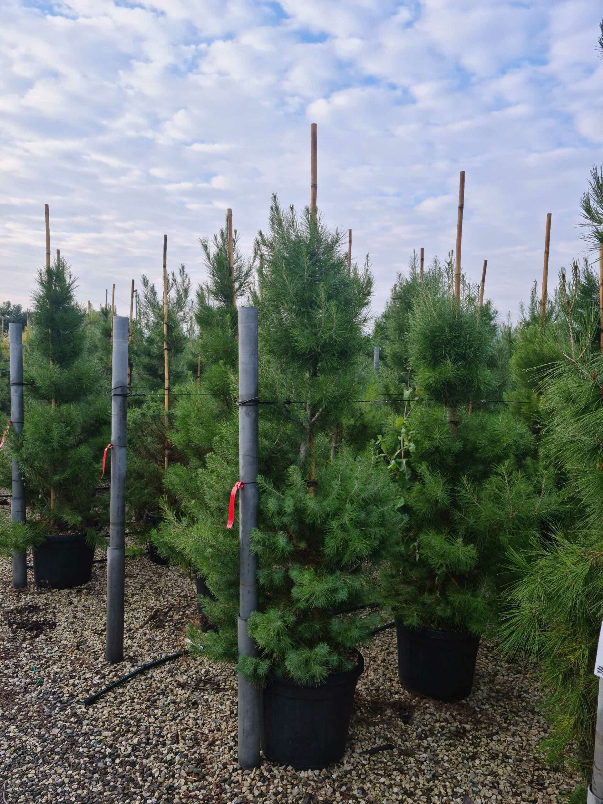 1640162774 scaled 32a2316d