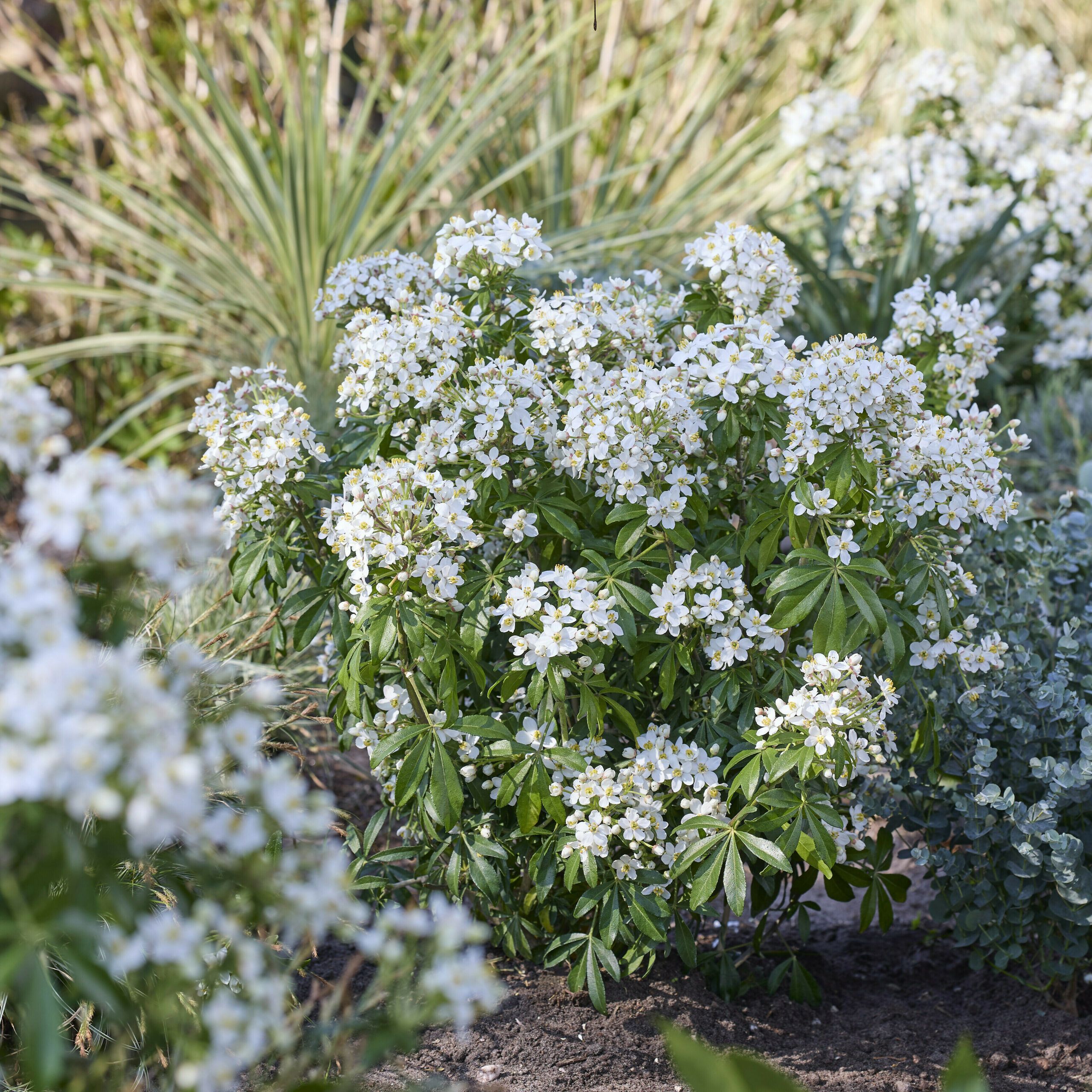 Choisya Greenfingers 16 scaled 32422f1b