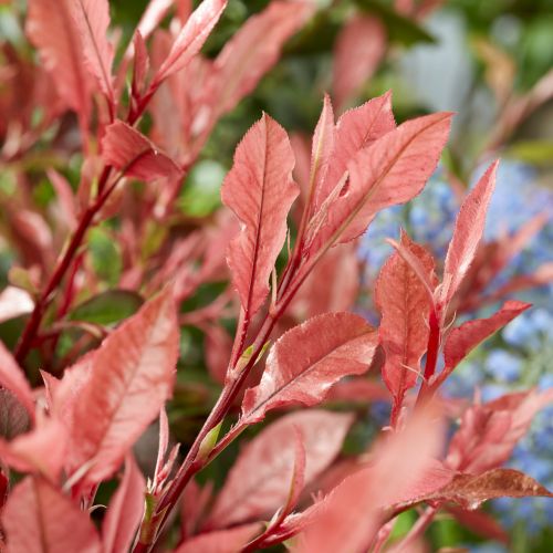 PHOTINIA fraseri 'Little Fenna' ®