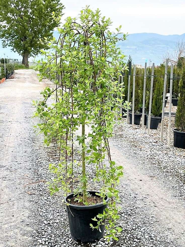 1619764293 013f58a562e36b9ce1cef98a7d992e0fee678b6981 33b65b20