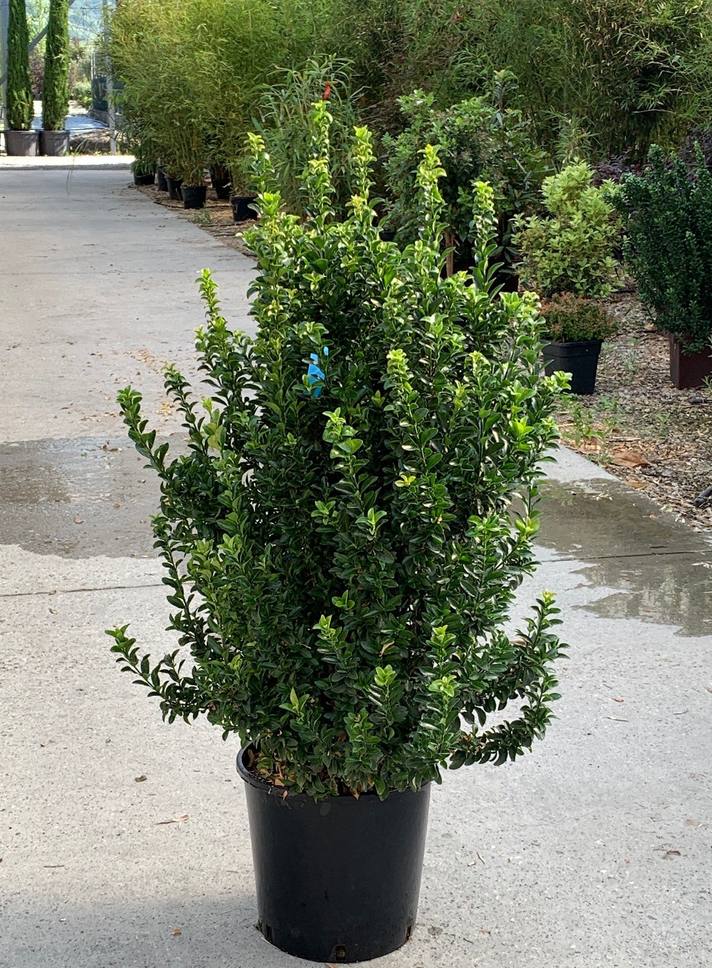 1635862933 Euonymus japonicus Benkomasaki Clt 18 080 100 335d4e20