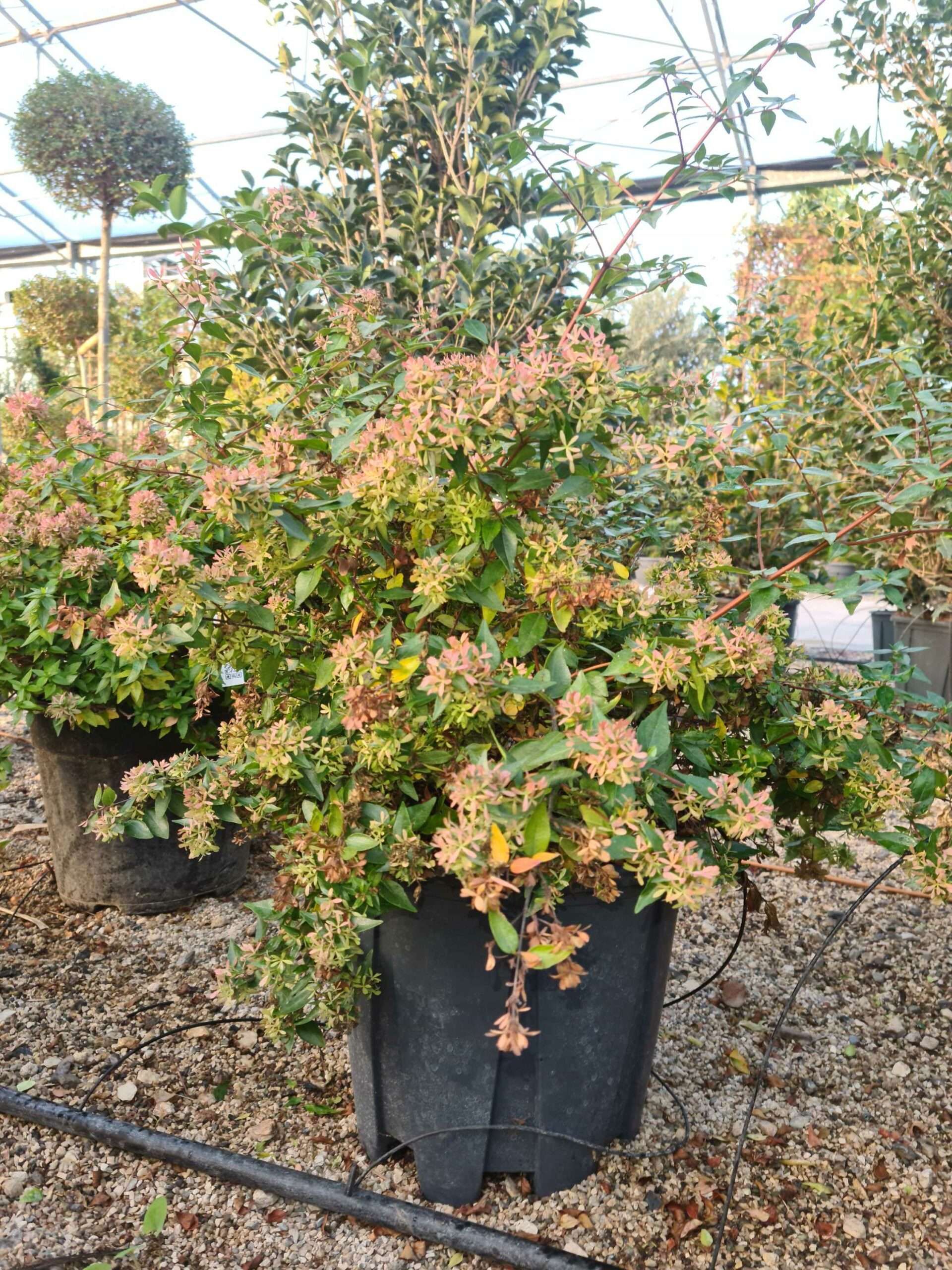 1639469115 scaled 3334e419