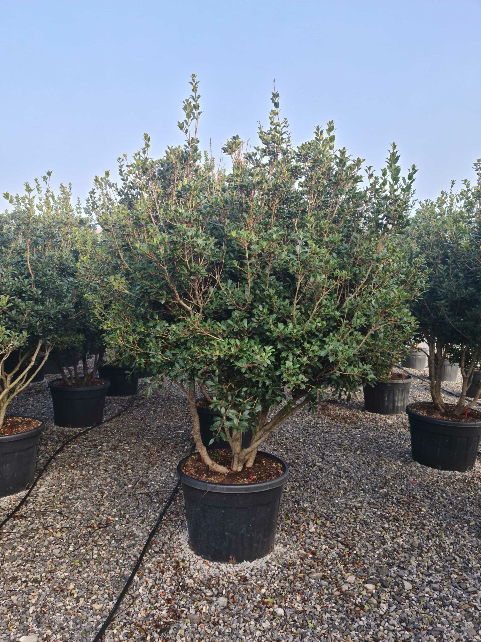 1642753933 scaled 331072d2