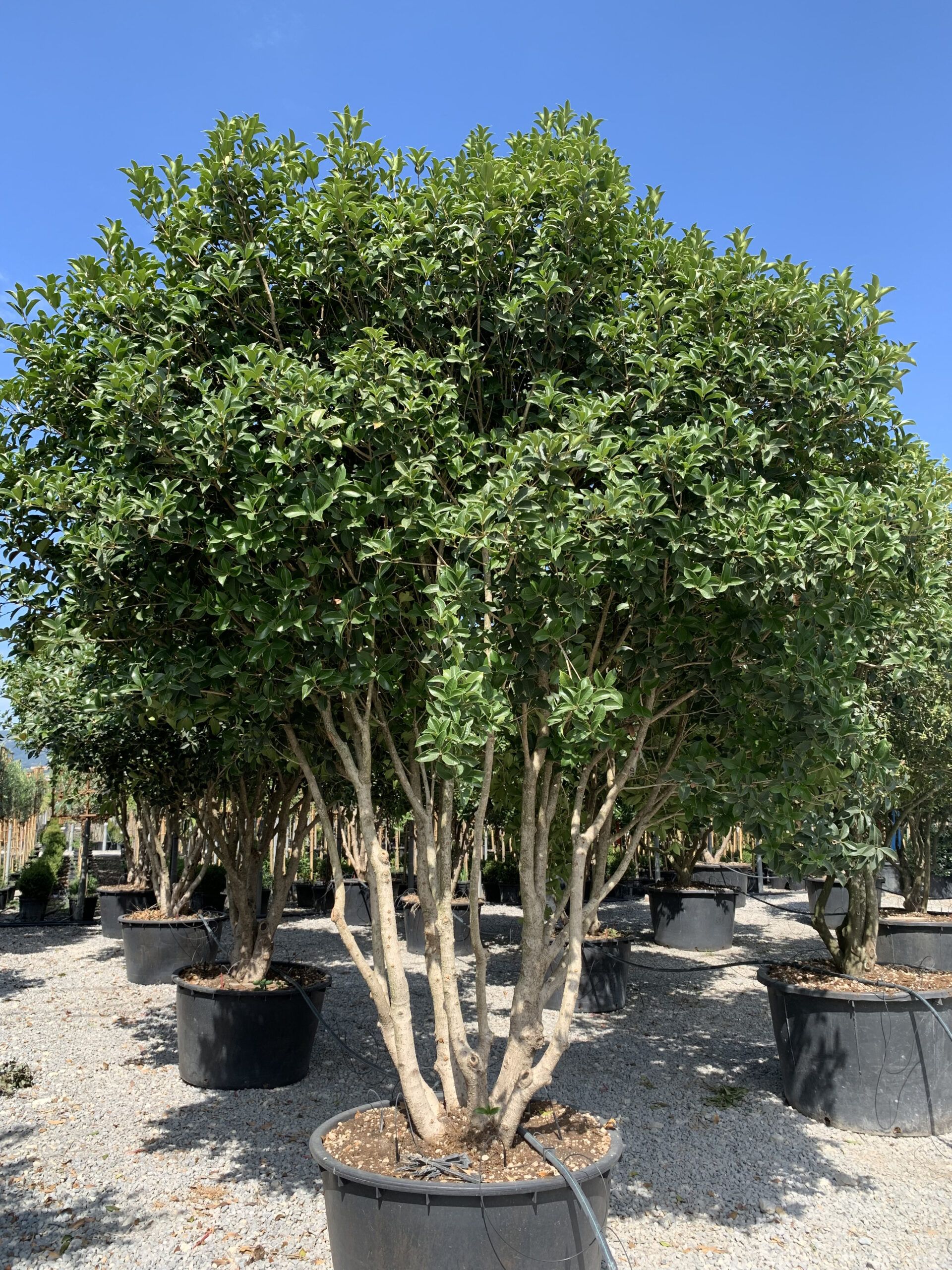 1660232195 scaled 33009673